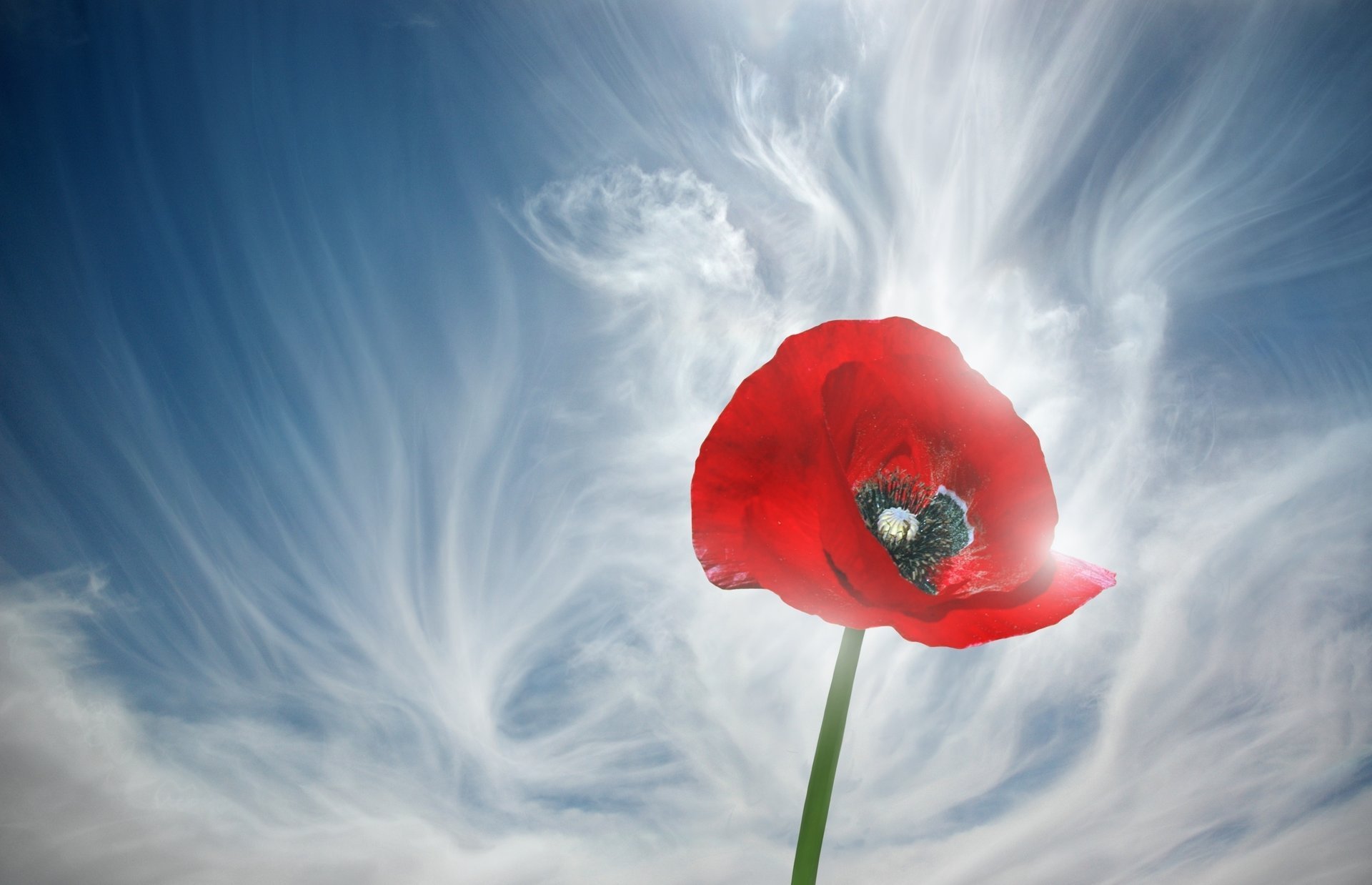 wolkenscheiden mohn himmel blume makro