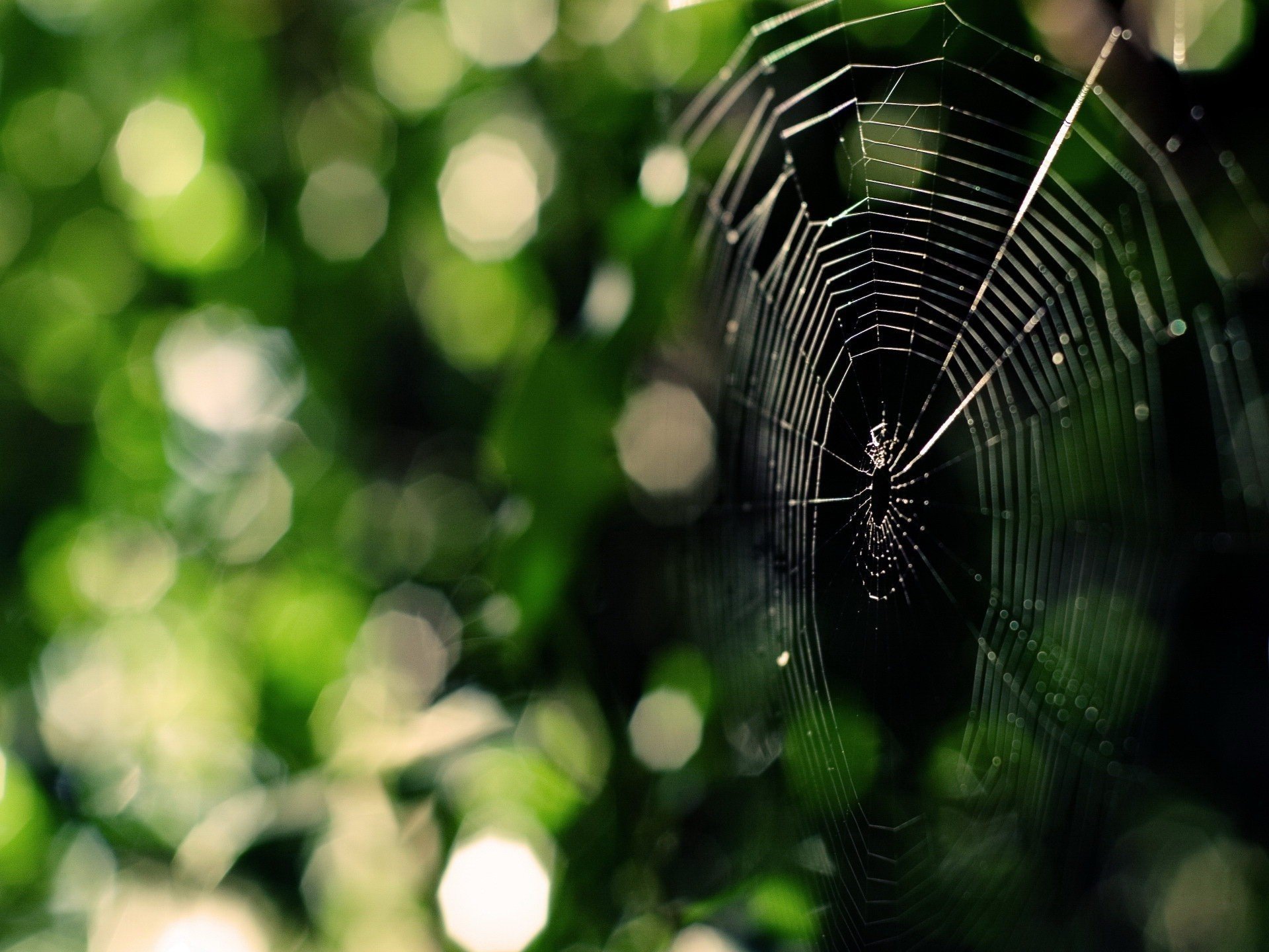 telarañas araña vegetación bosque insectos reflejos