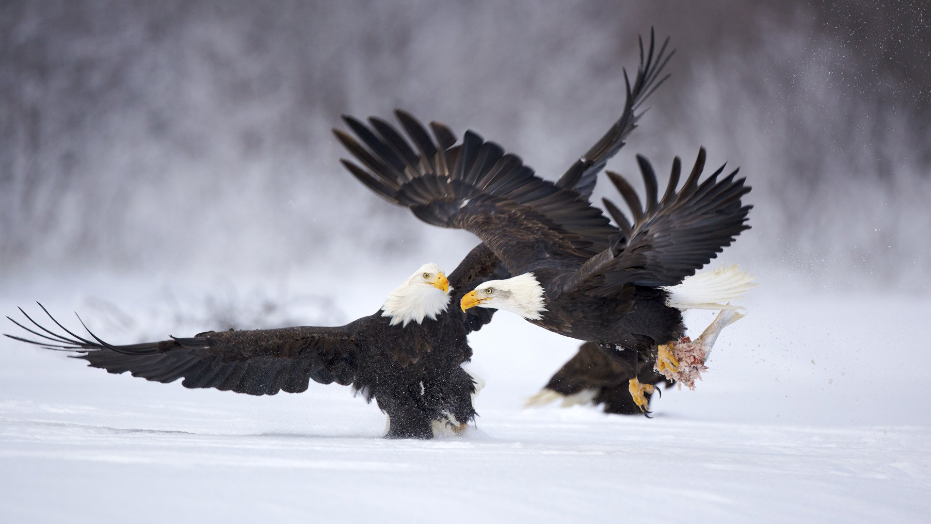 águilas aves invierno nieve enfrentamiento plumas