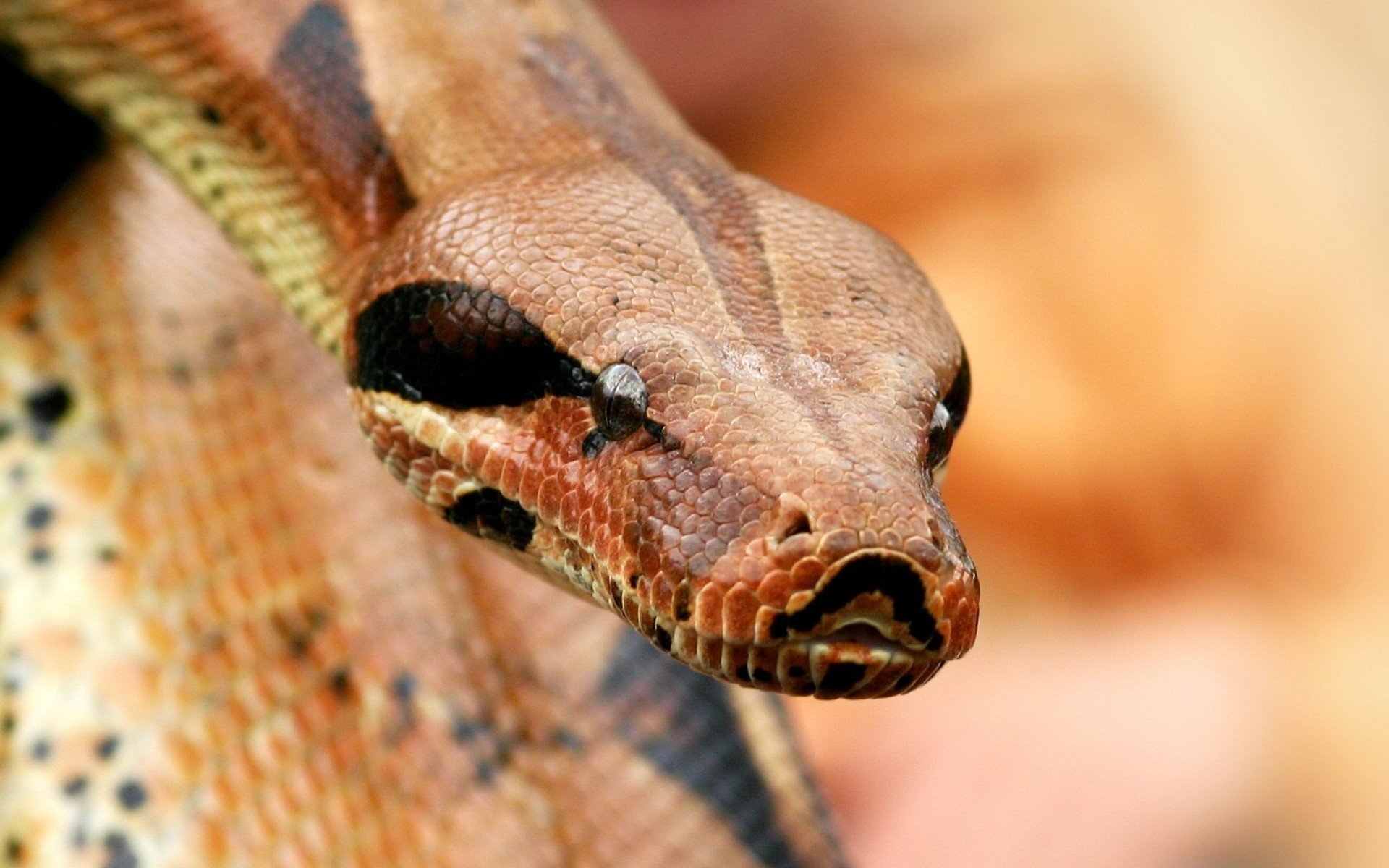 kalte haut boa augen plasma blick makro