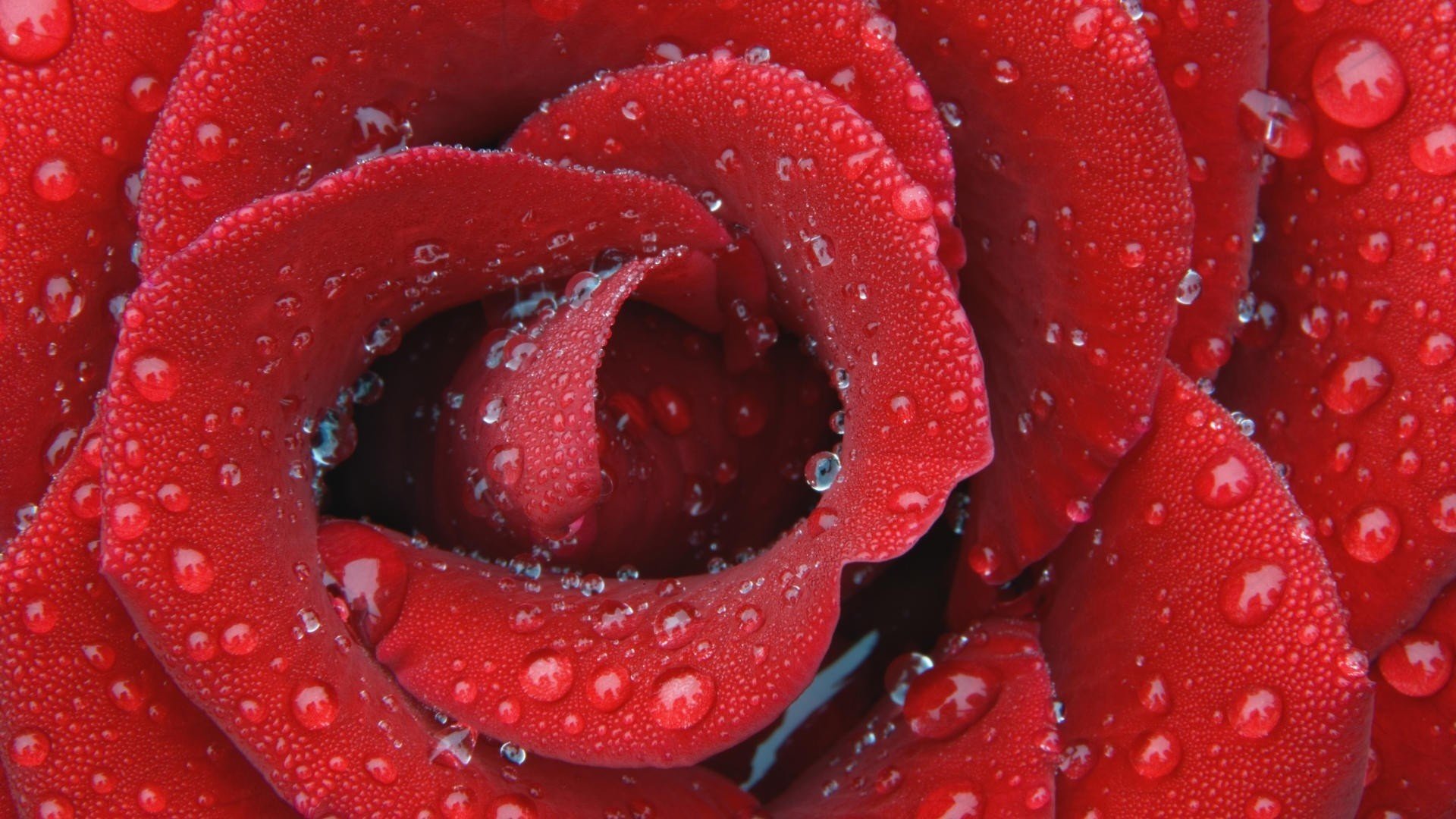 flowers rose droplets of water red