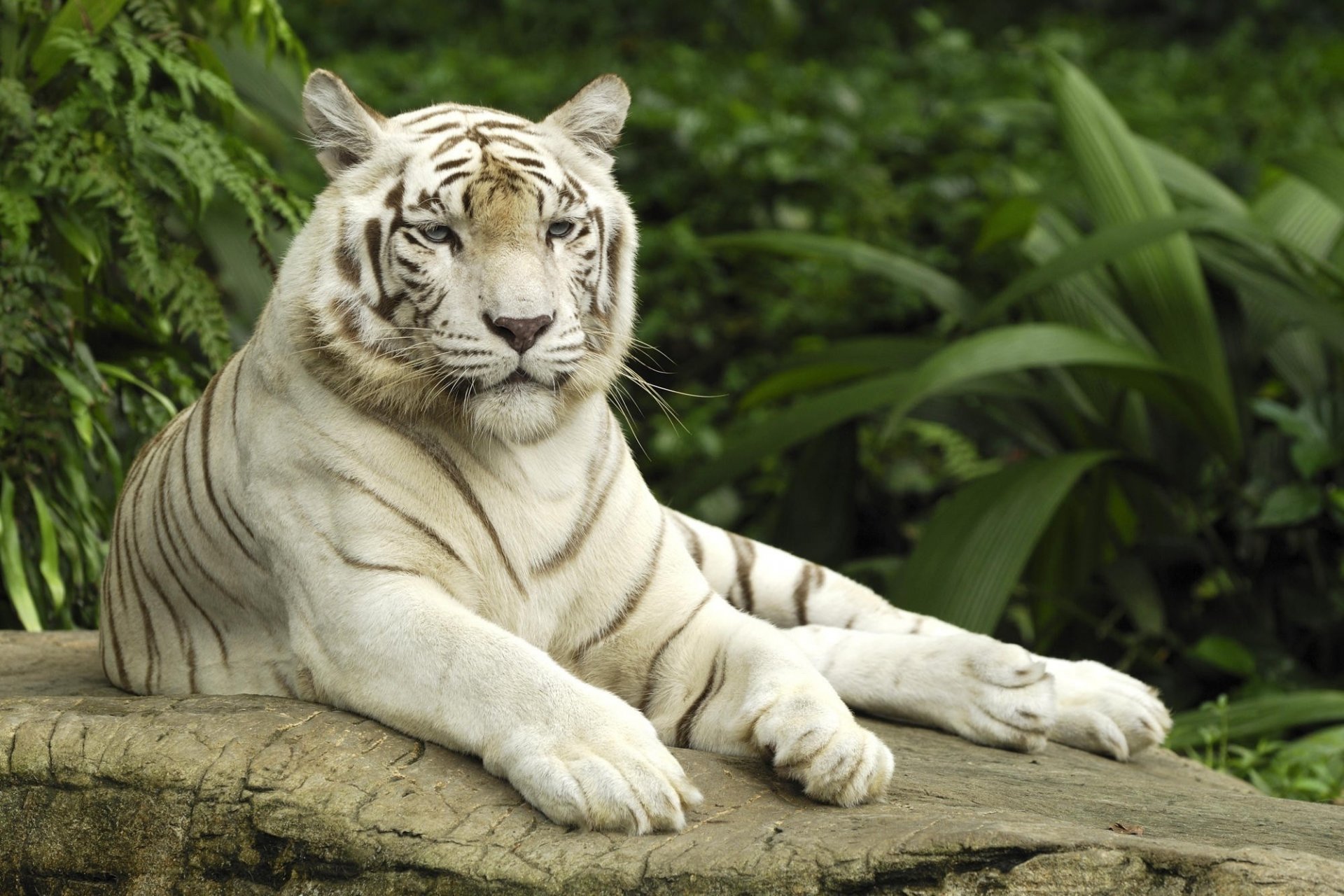 helechos tigre color blanco piedra vegetación depredadores kis-kis-miau-miau vista naturaleza ojos