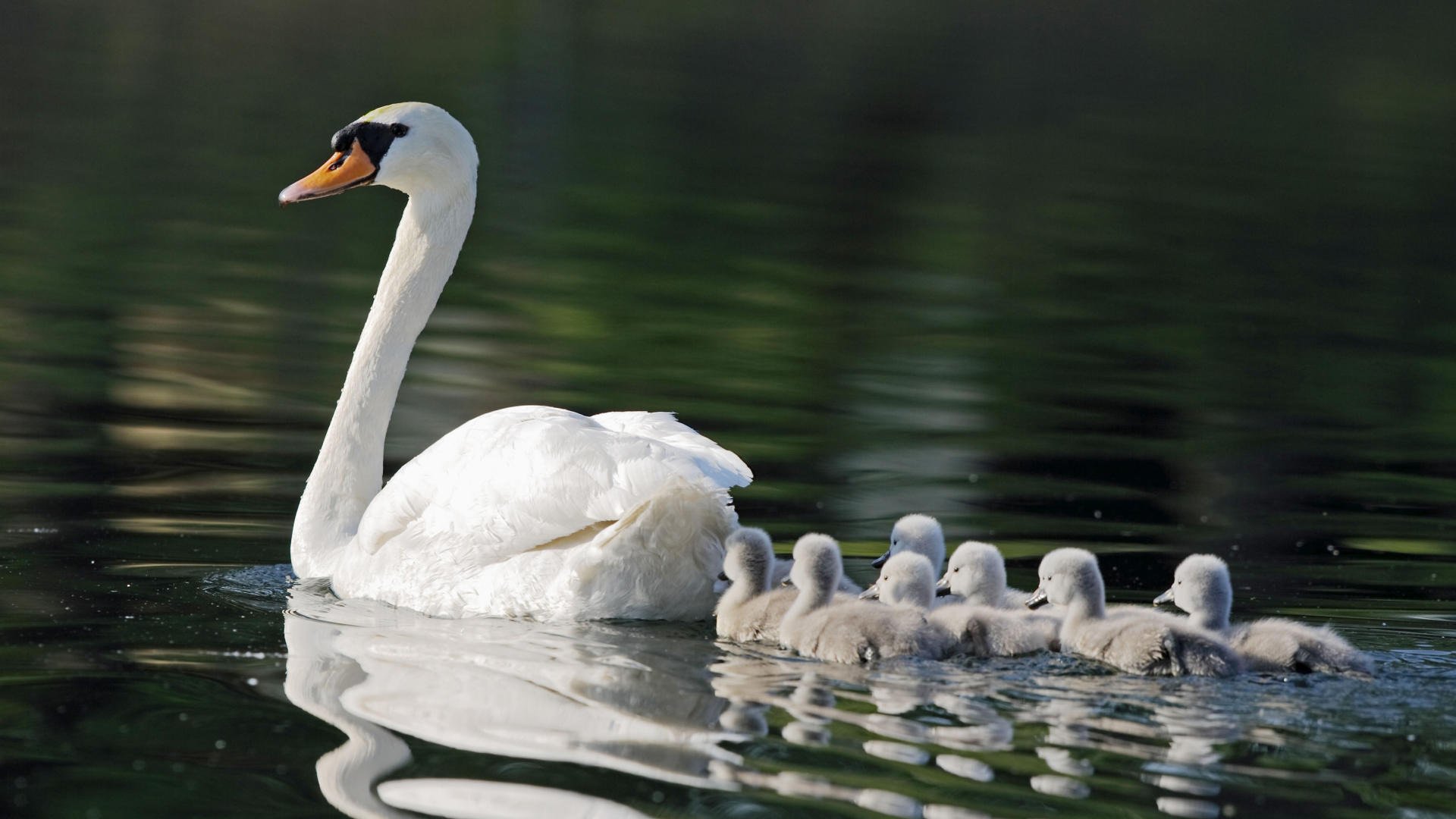 schwan wasser kinder flusen familie vögel gefiedert