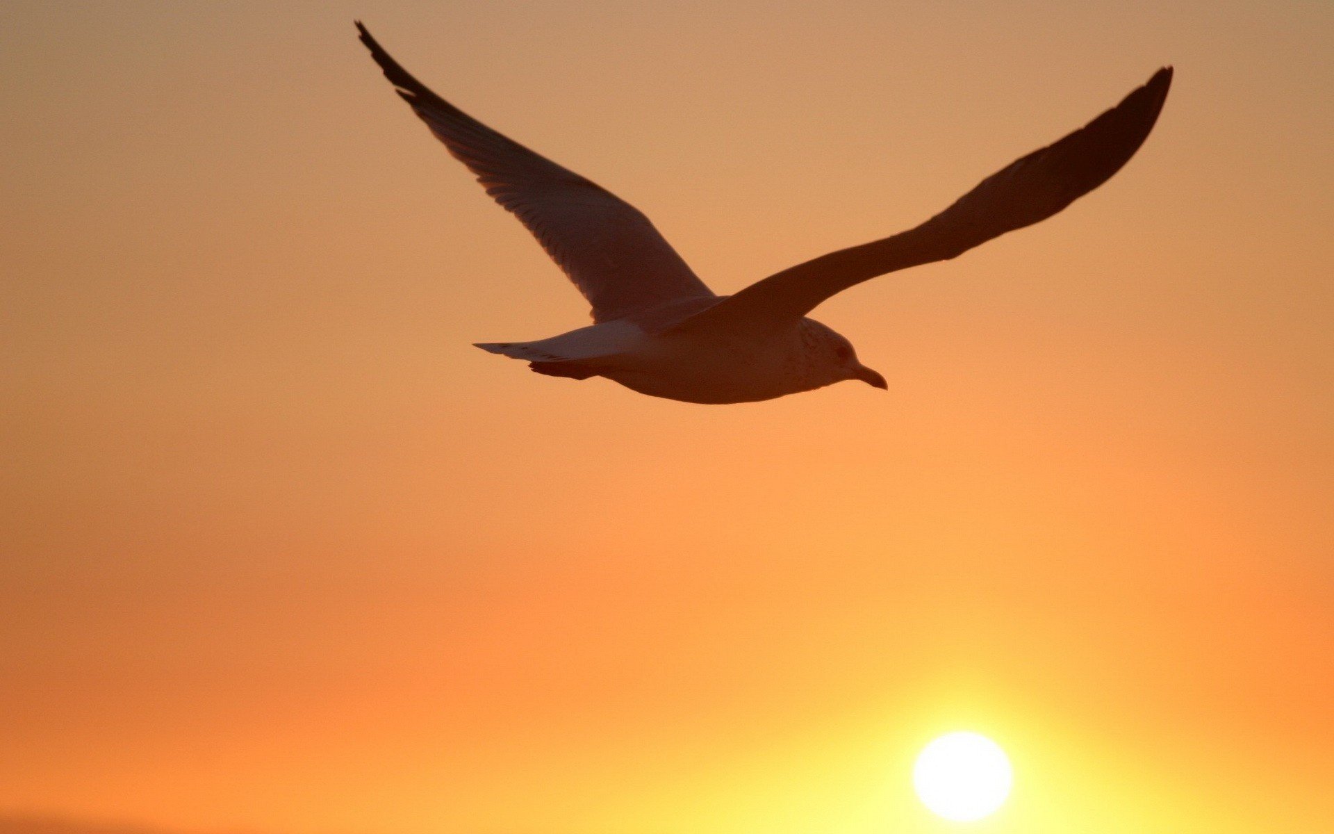 bird shadow sunset altitude birds feathered