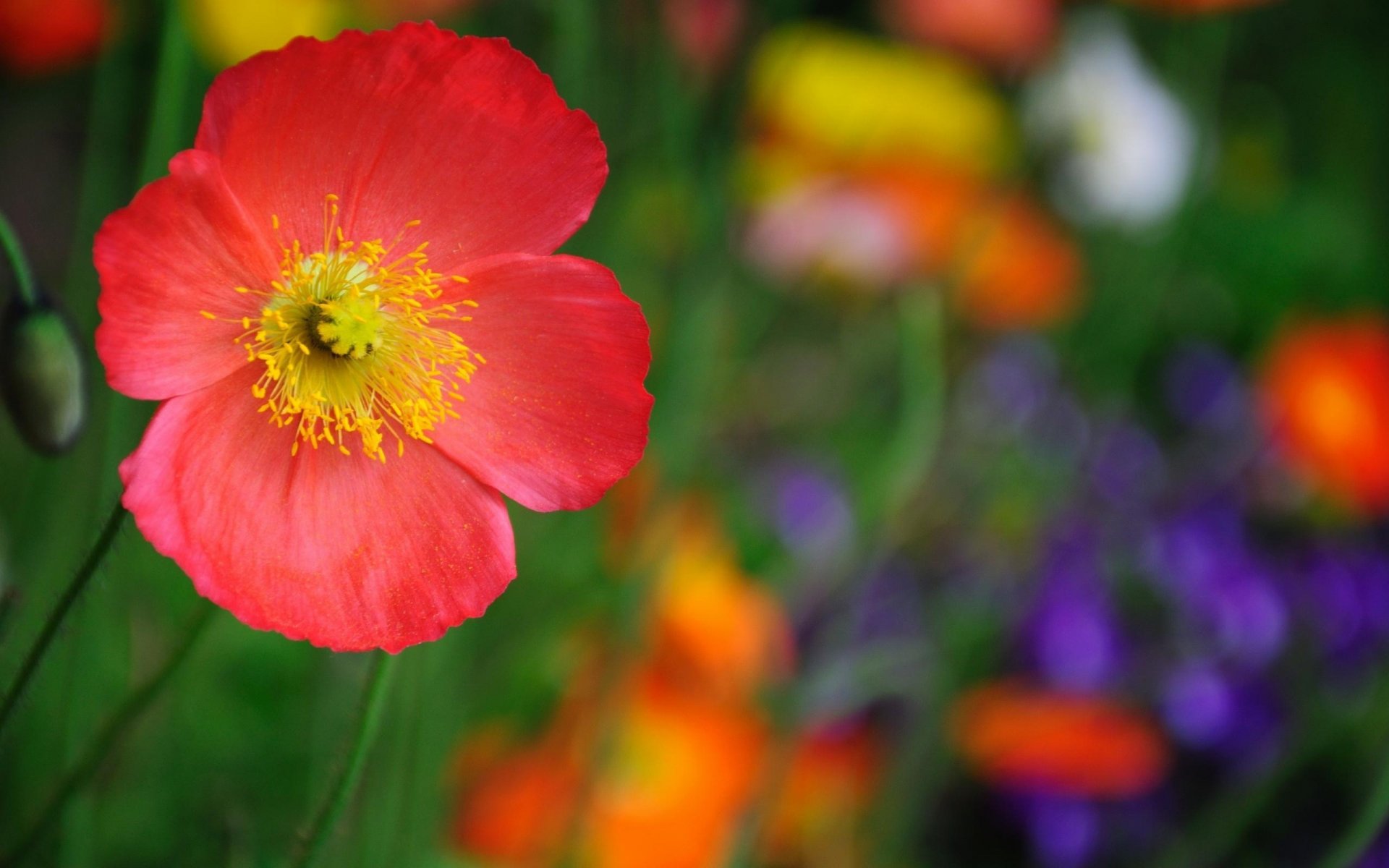 fleurs pavot pétales couleurs clairière été