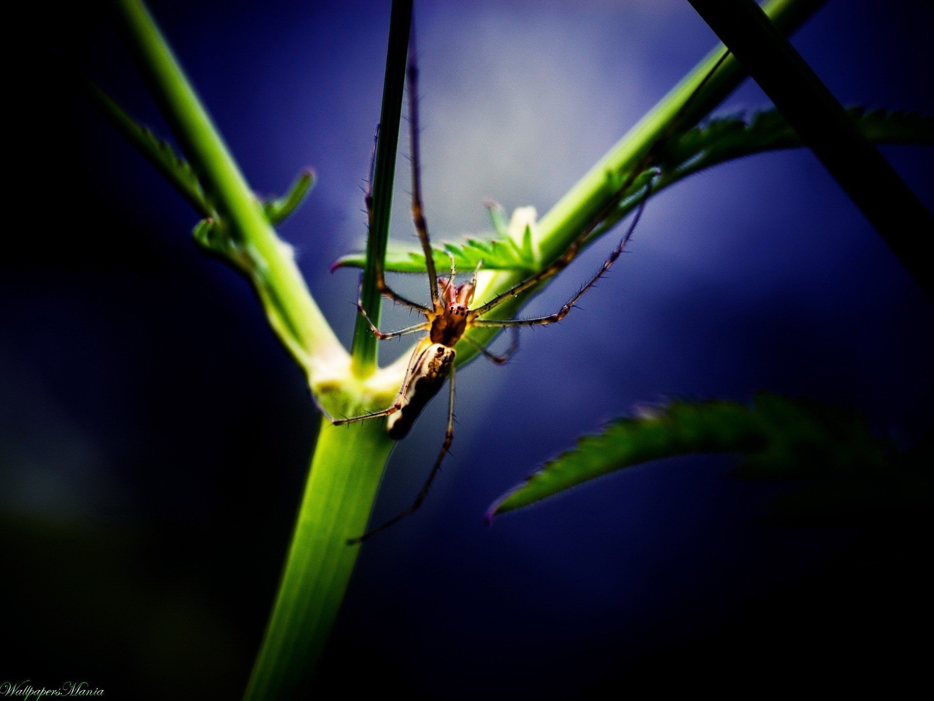 bleu branche verte insecte