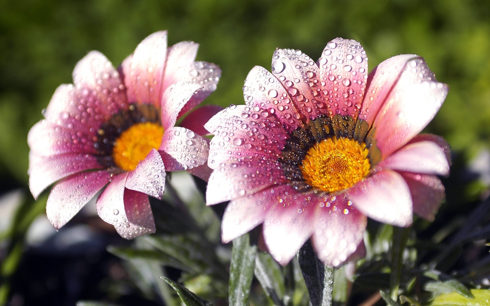 flores rayas pétalos gotas de rocío naturaleza