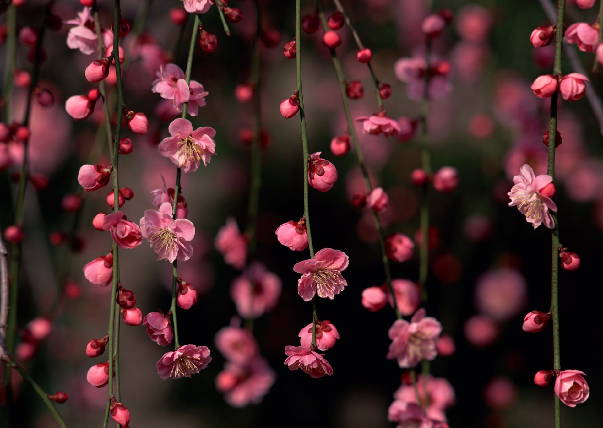 flowers pink flowers twigs nature spring