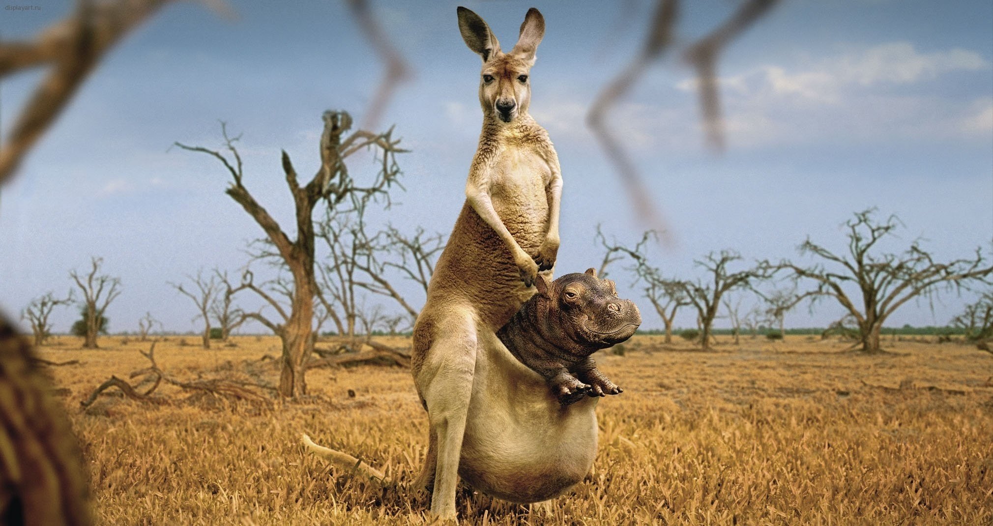 nilpferd in der tasche natur känguru überraschung