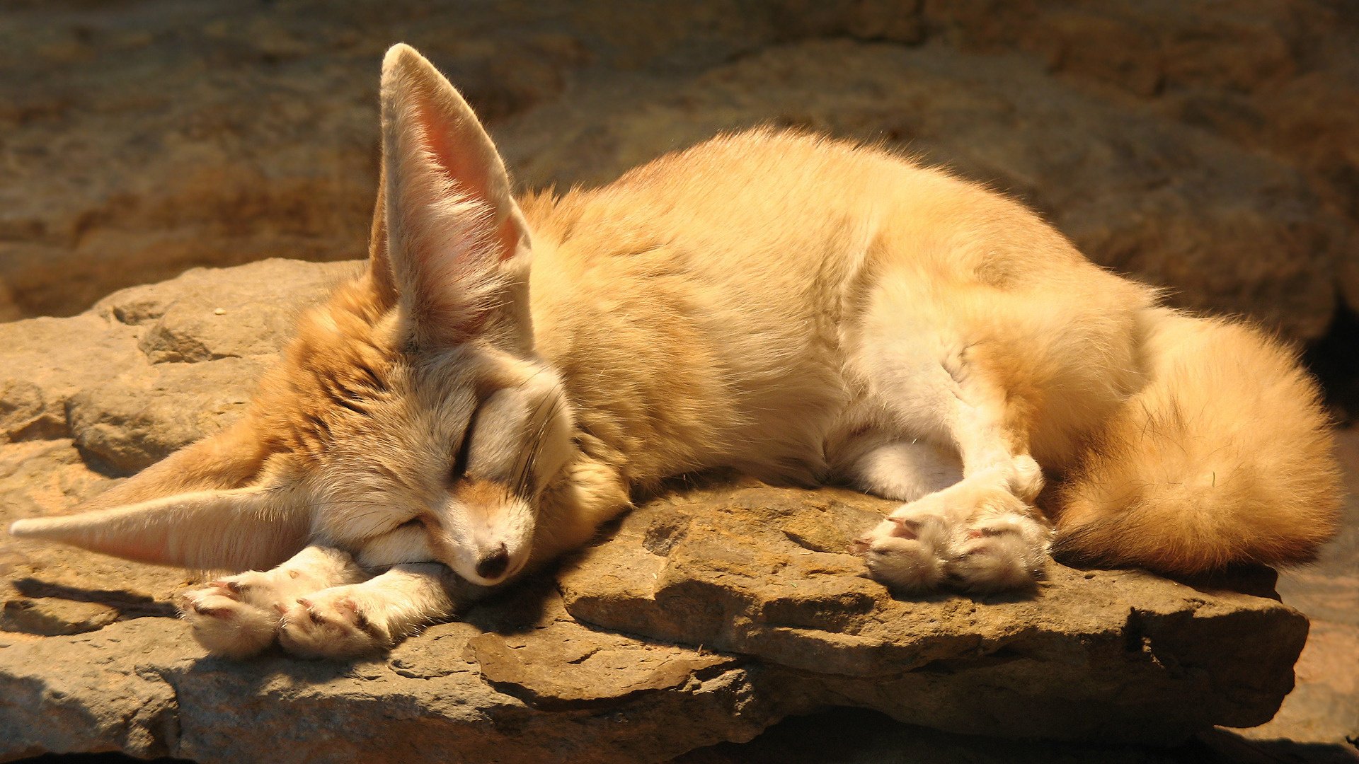 creazione rossa fennec volpe dolce sogno sogno volpe dormire sole