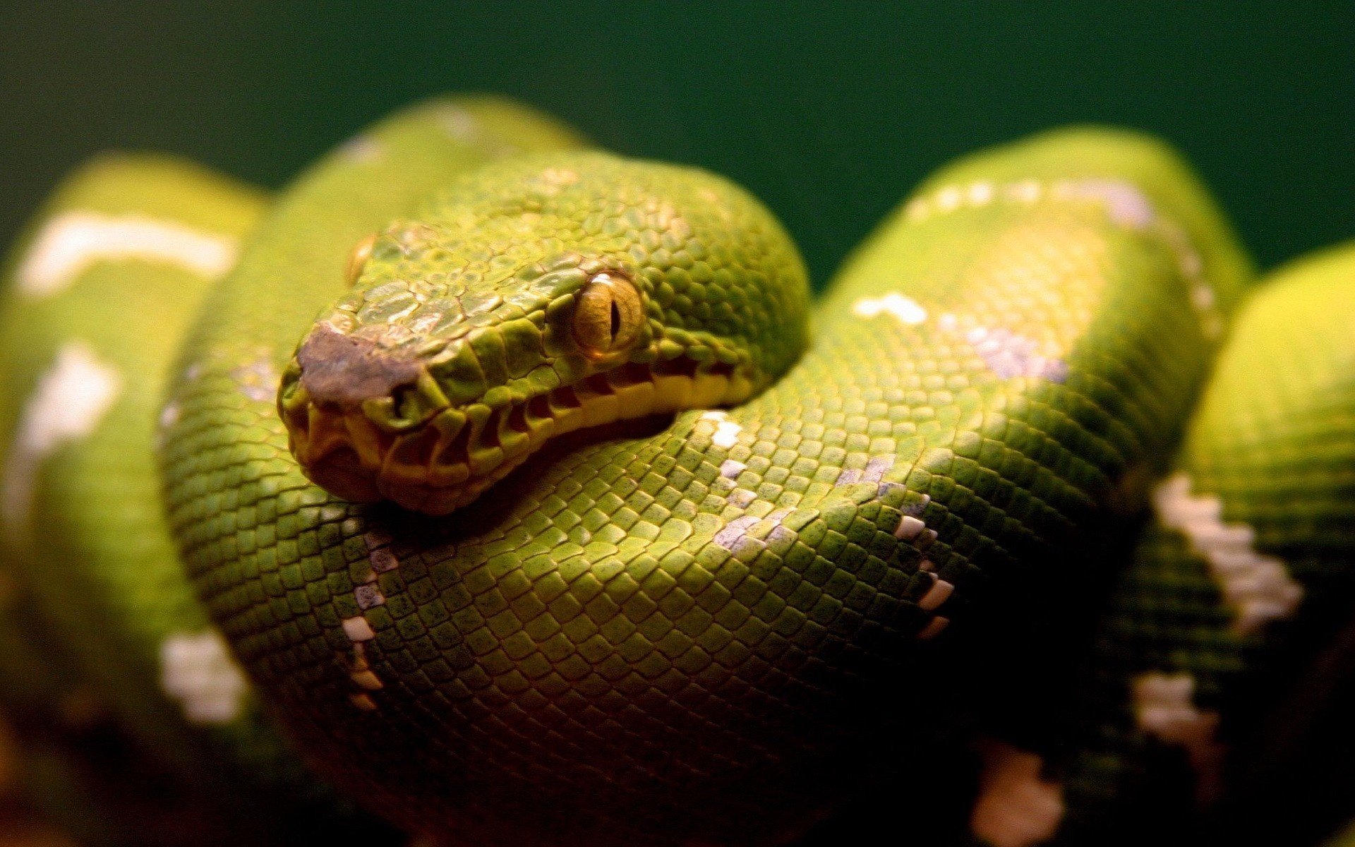 green skin threatening look snake platoni look macro