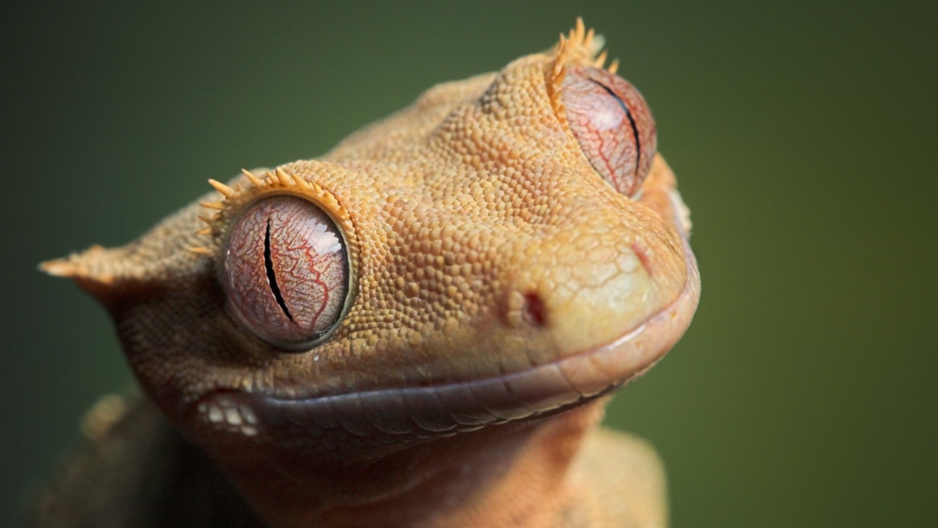 jaune érysipèle lézard animaux yeux museau