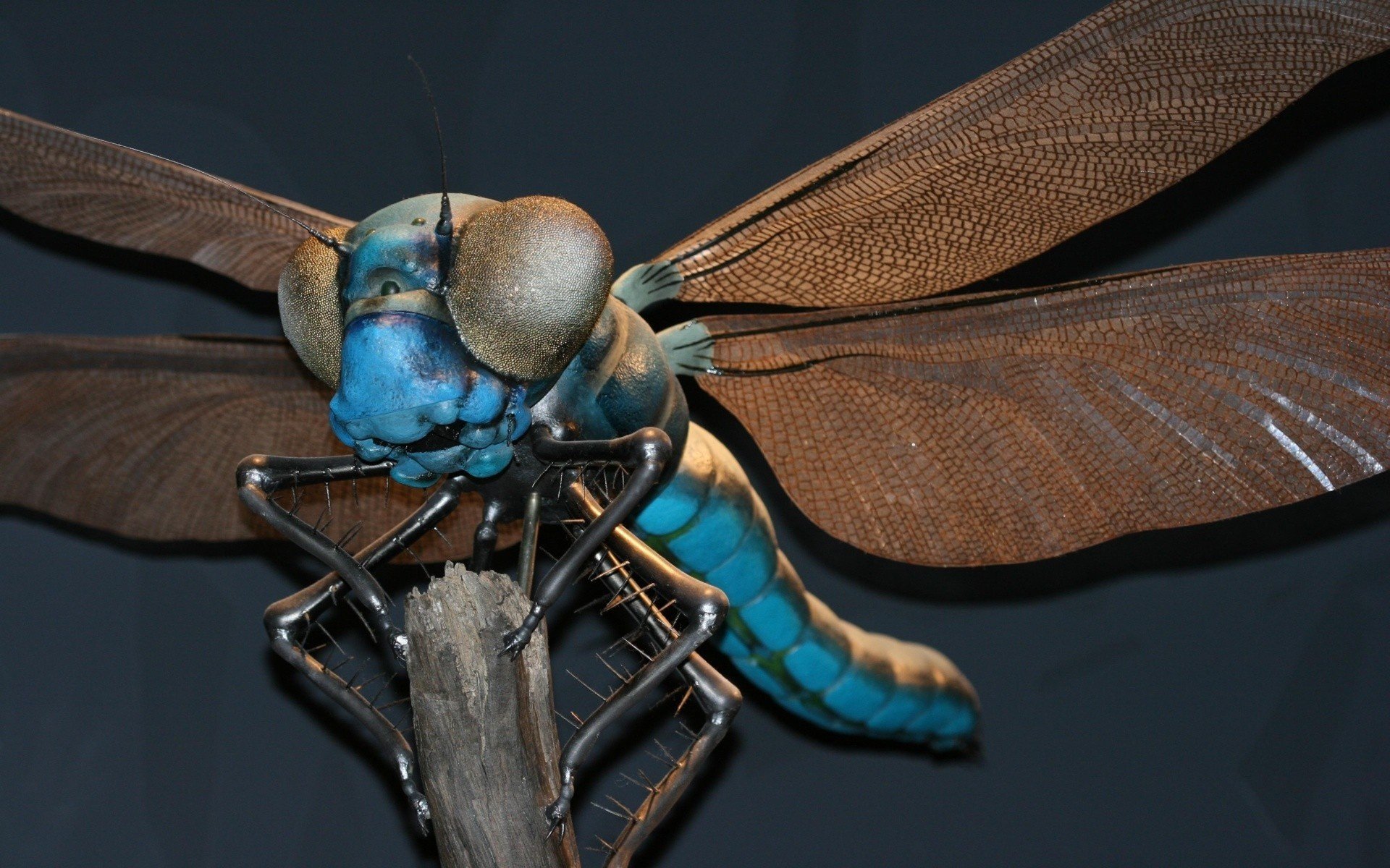 gros plan libellule ailes insecte yeux