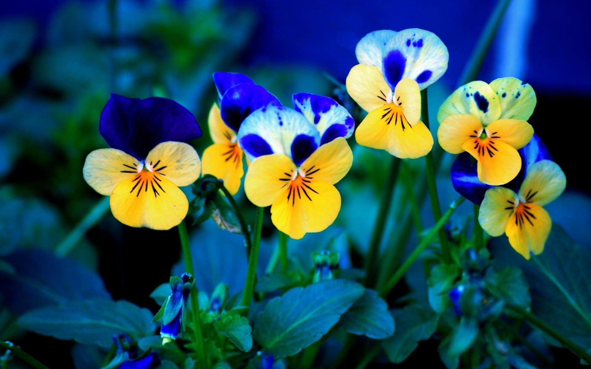 blumen blumen grüne blätter gelb blau sommer