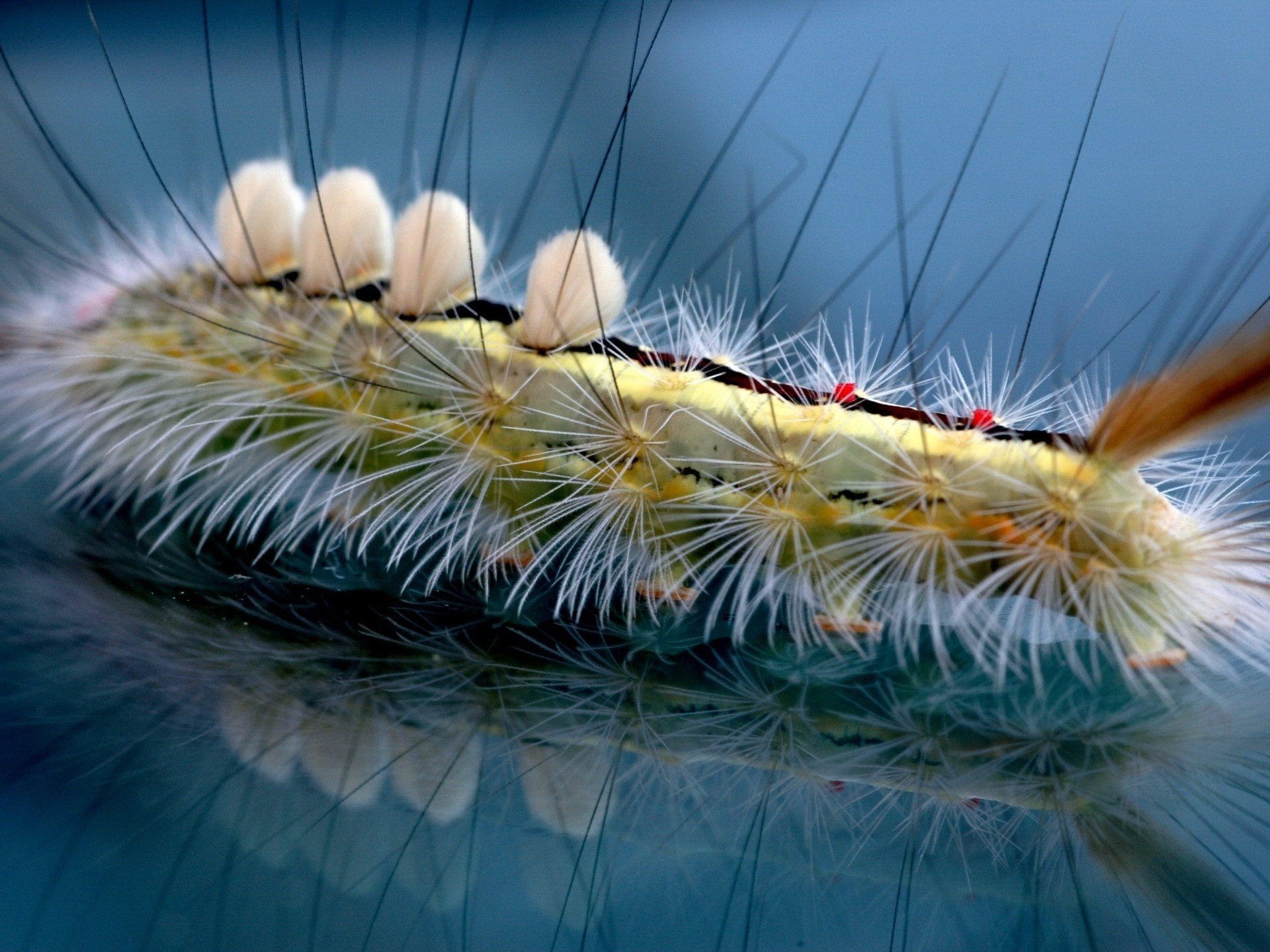 corps fibreux réflexion en verre caterpillar