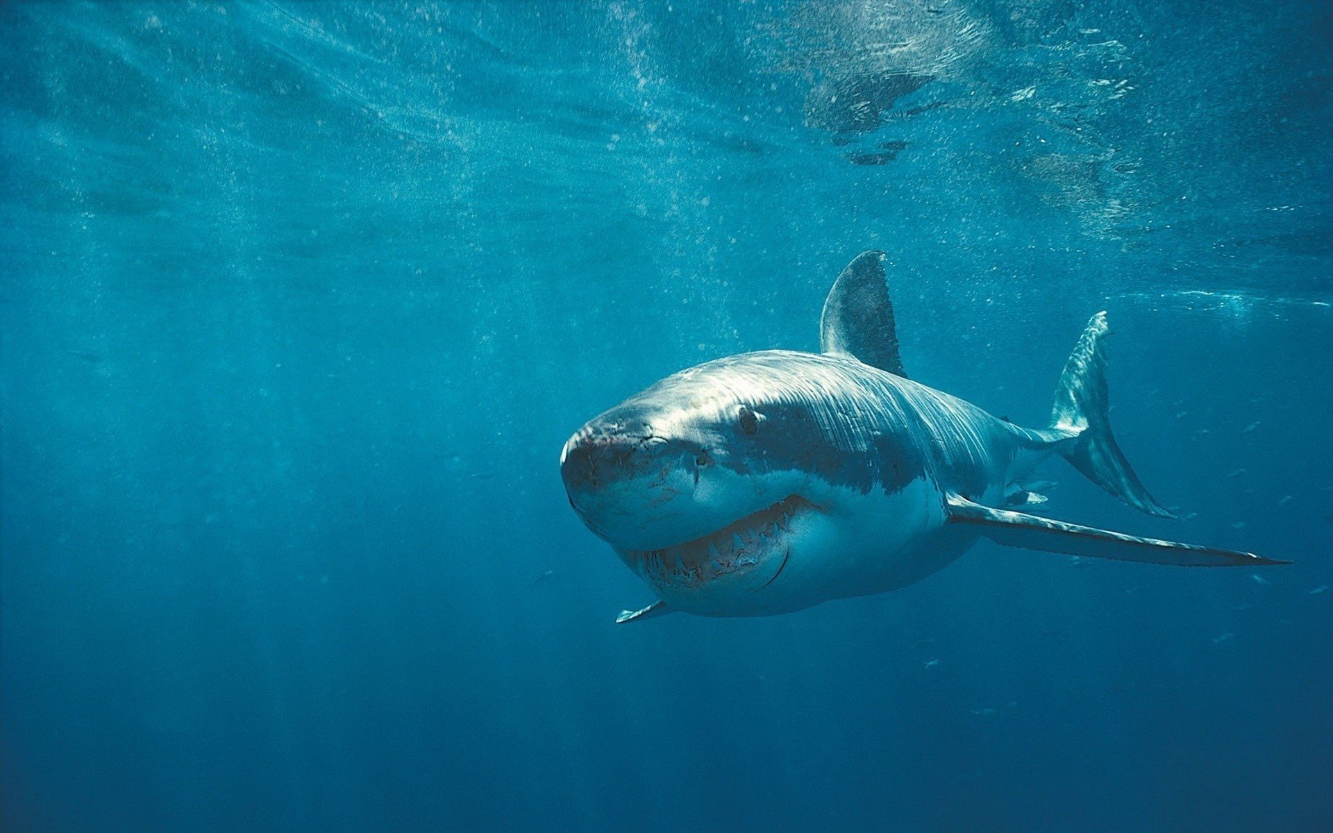 requin cicatrices sous l eau dents prédateurs sauvagine monde sous-marin