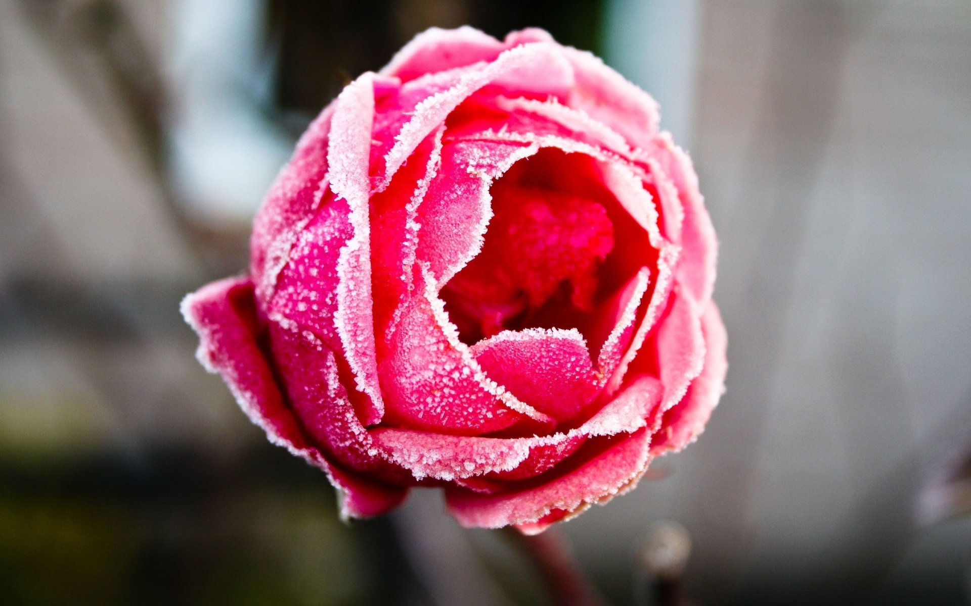 white blue flowers rose pink