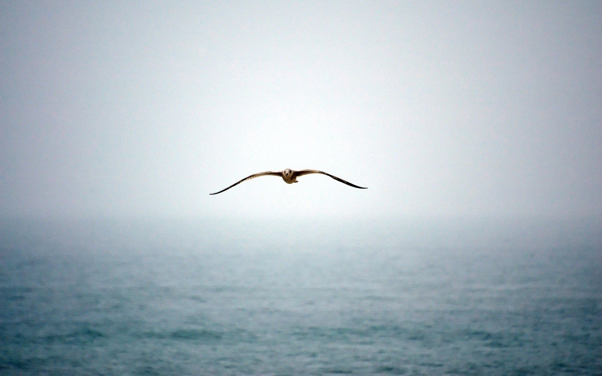 flying over the ocean seagull blue birds water fog