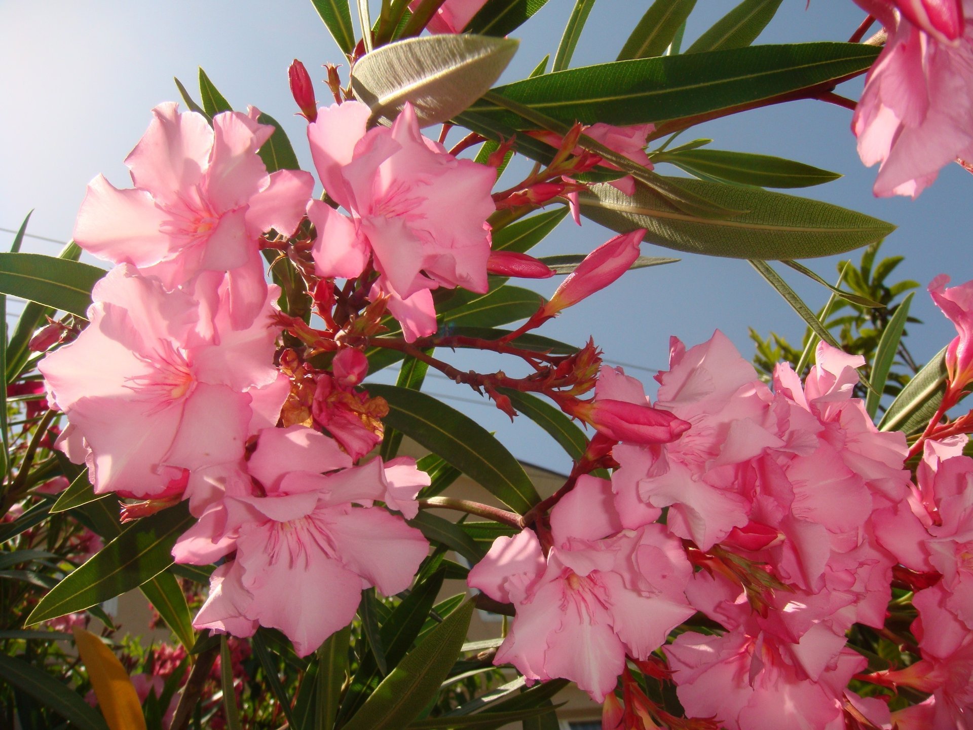 flowers flowers pink delicate petal