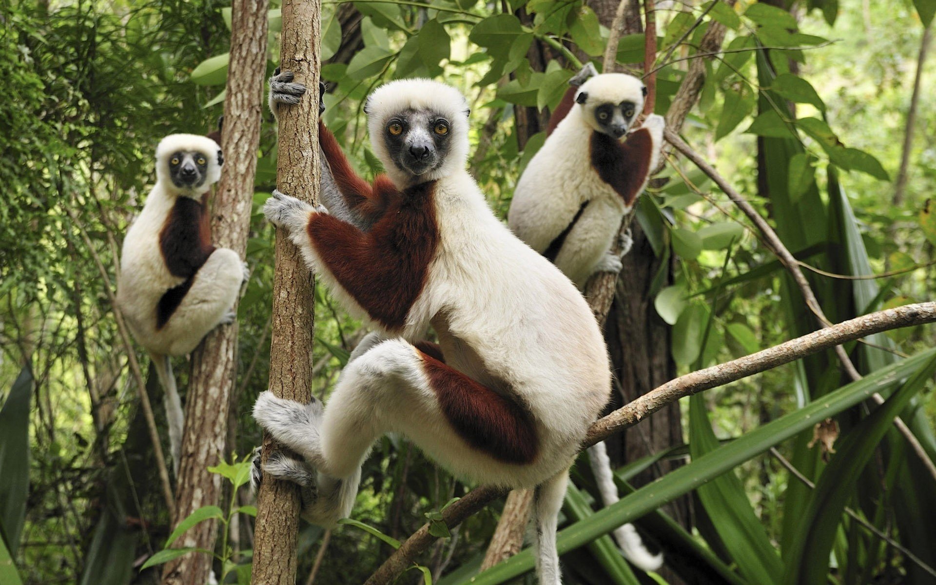 lemur on a tree white coat greens look