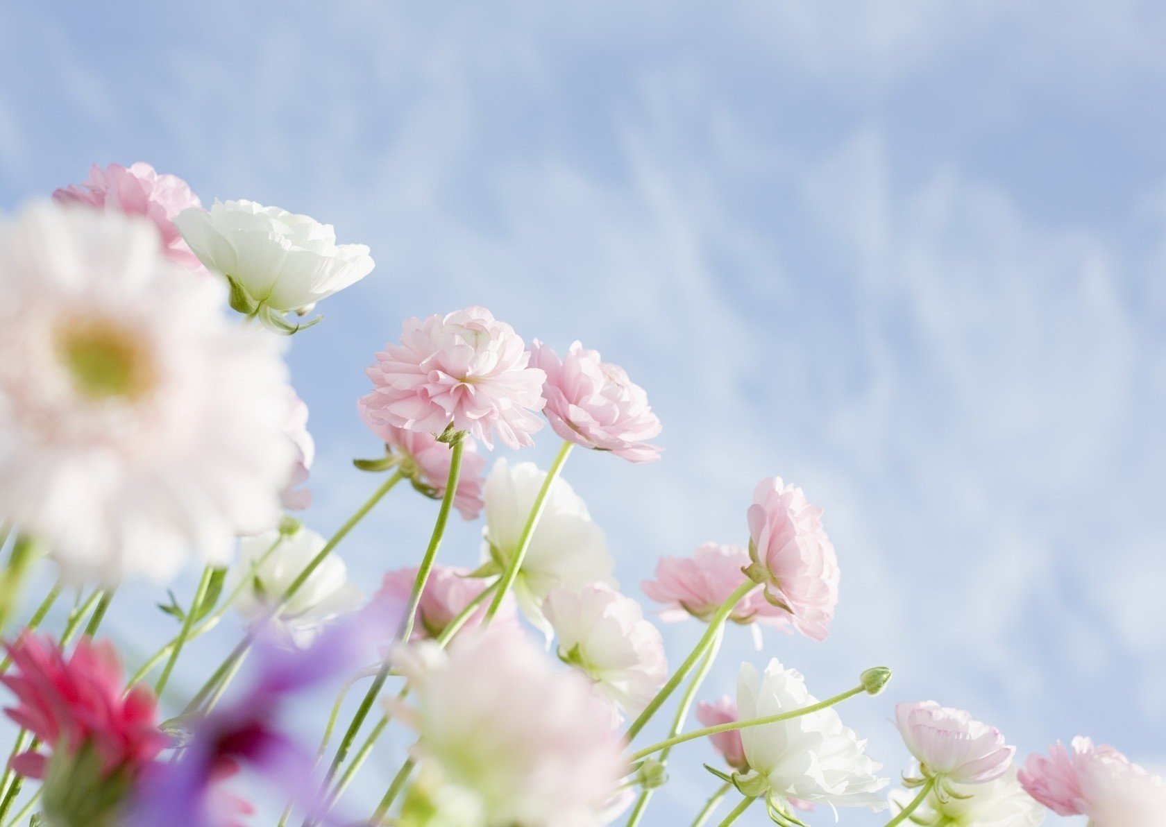 delicate flowers pink color flowers the sky