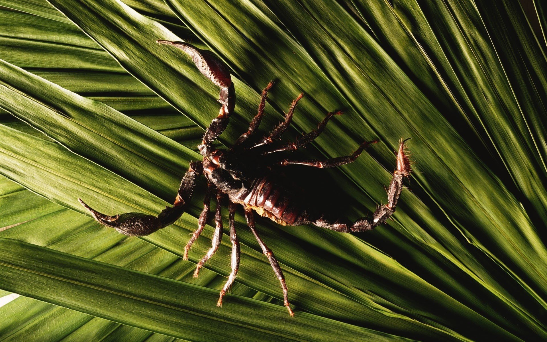 feuilles verts scorpion brun