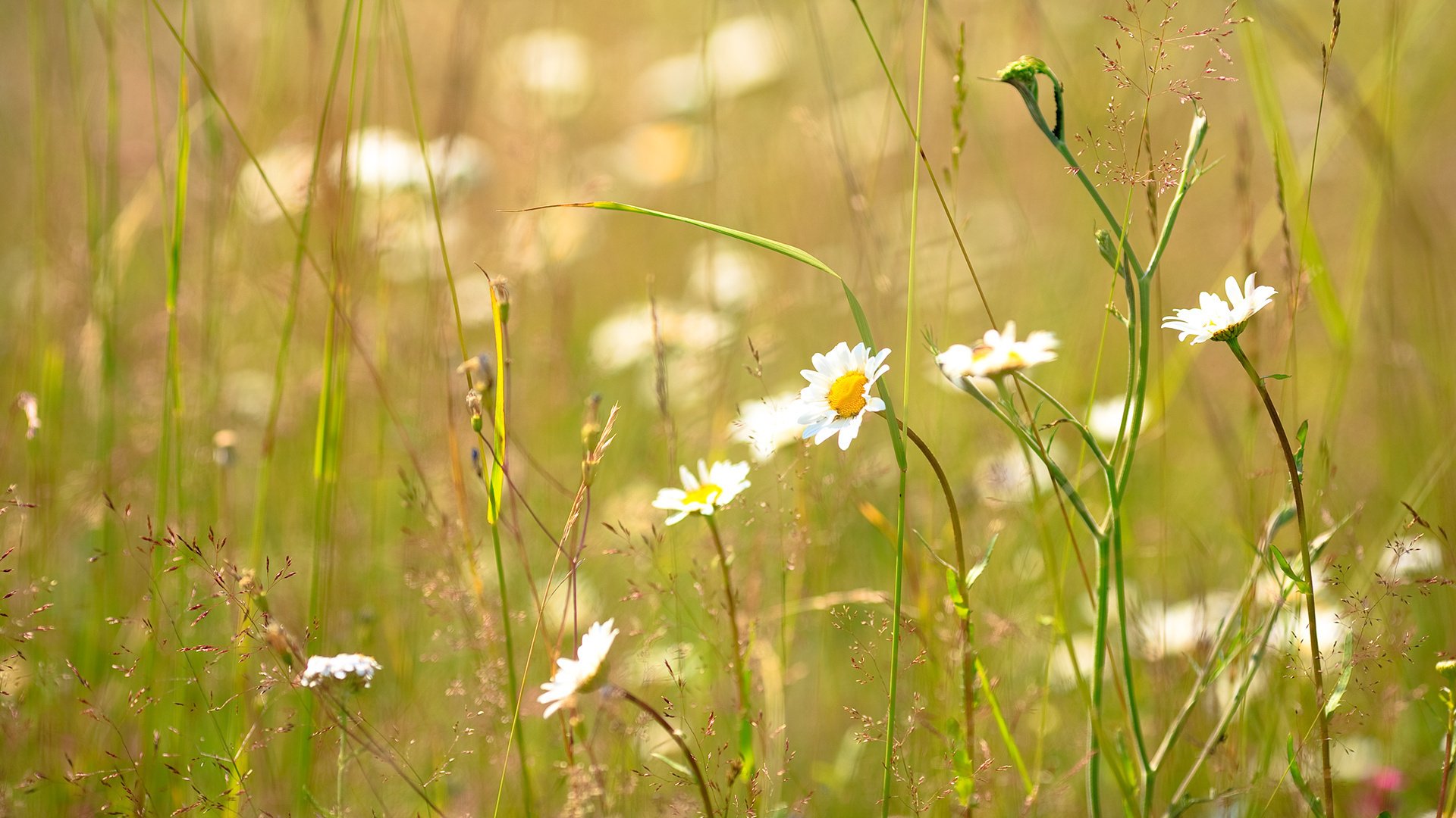 un meadow flowers chamomile field green grass chamomile bouquet new york background greens heat the sun grass field hd wallpaper