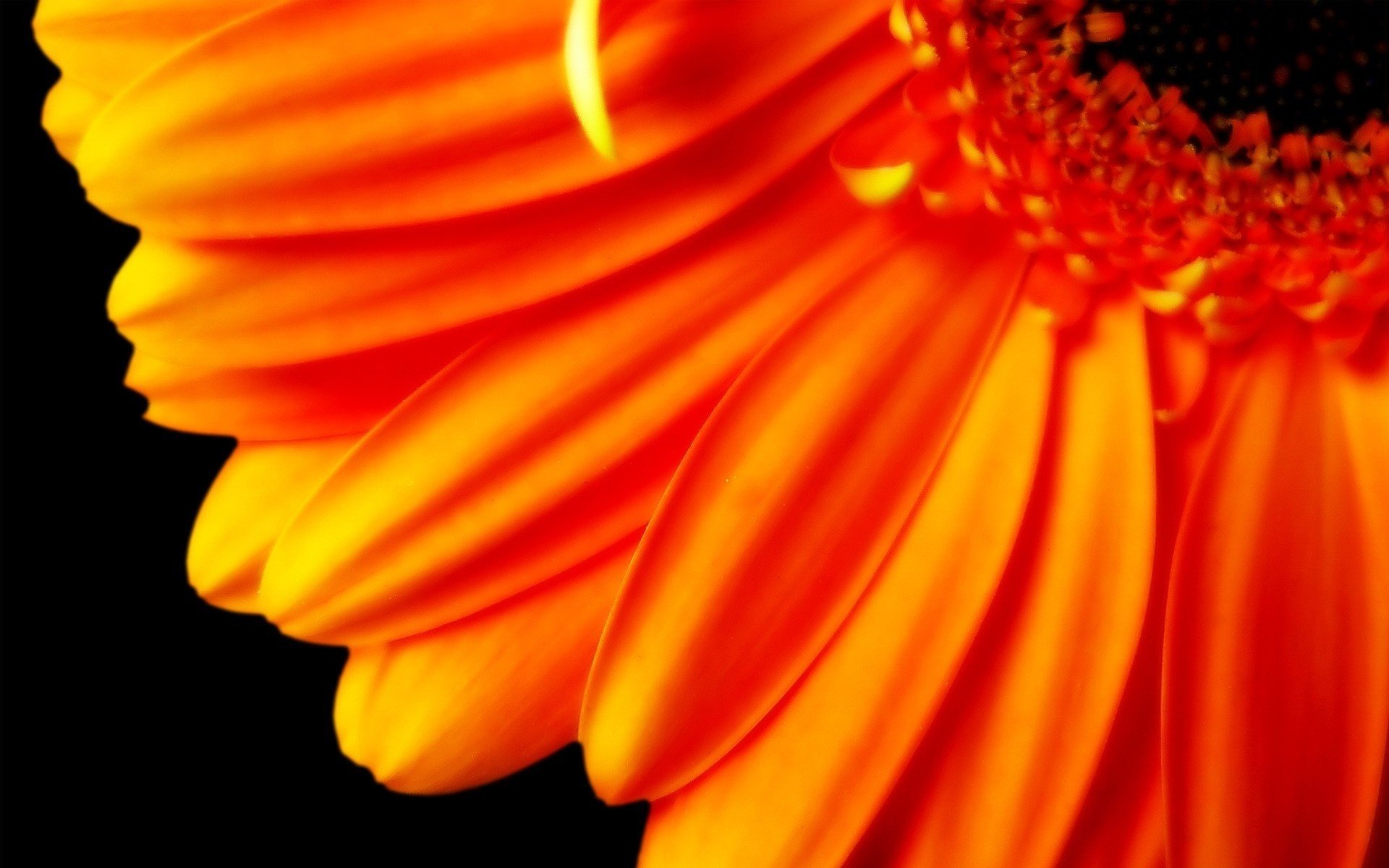 flores naranja pétalos largos flor macro