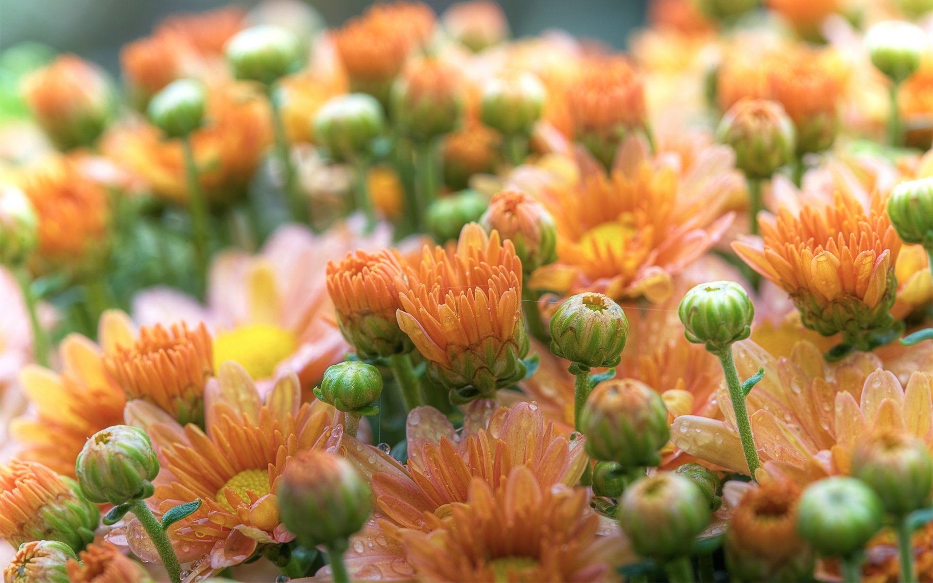 kwiaty gerbera pomarańczowy lato zdjęcie płatki uroda