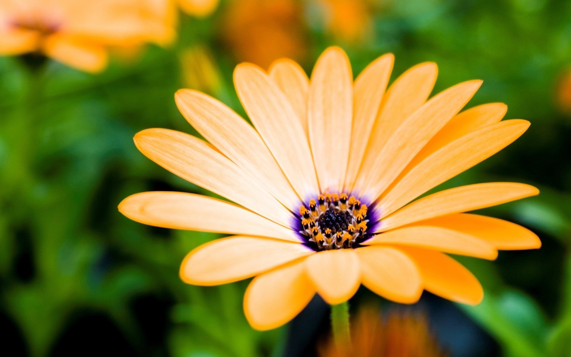 blumen blume lange blütenblätter lila orange makro