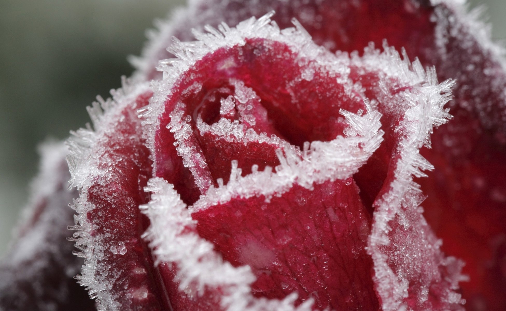 freezing flowers crystals red rose ice nature frost petal