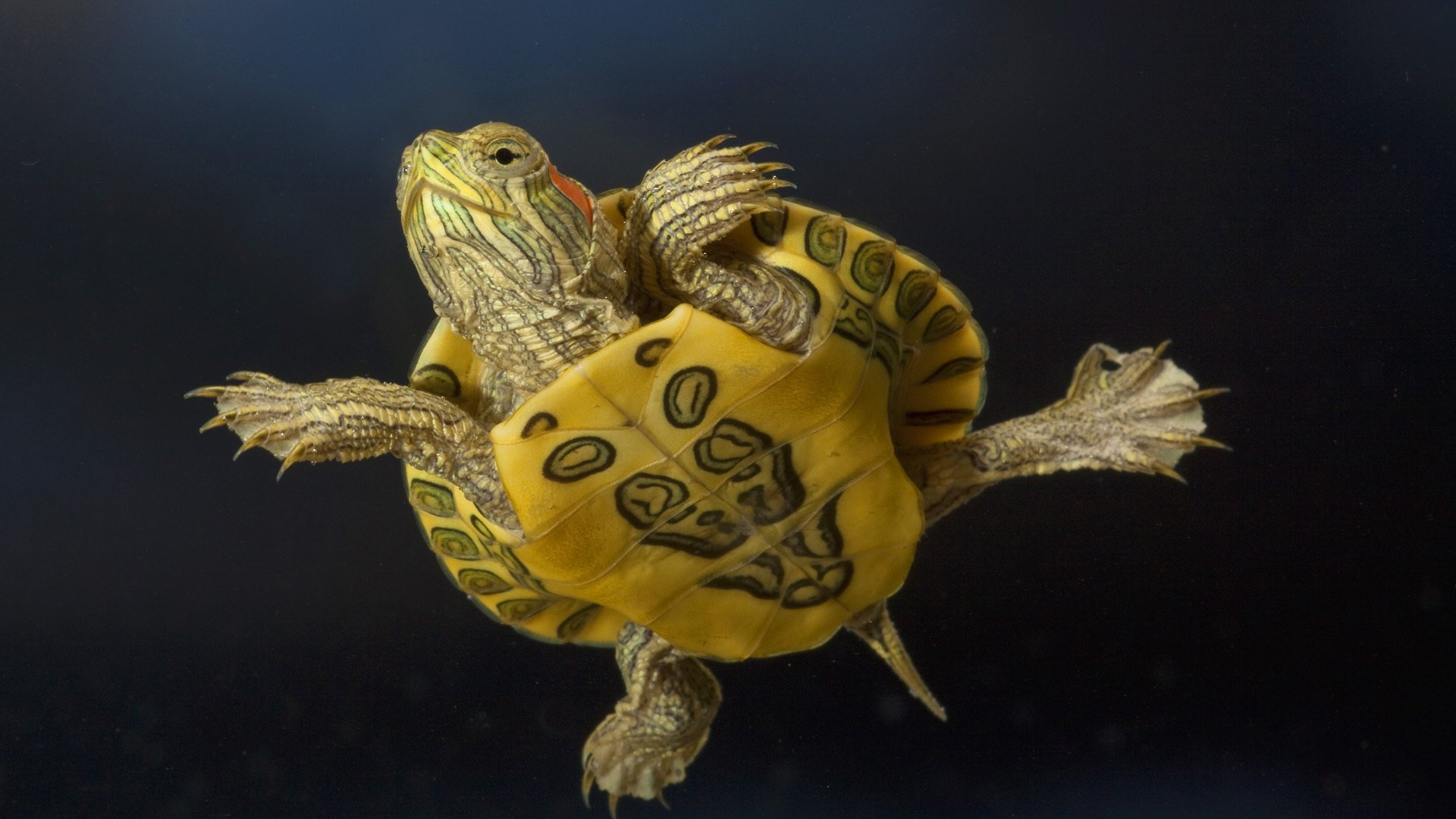 the pattern on the carapace turtle baby amphibians underwater world