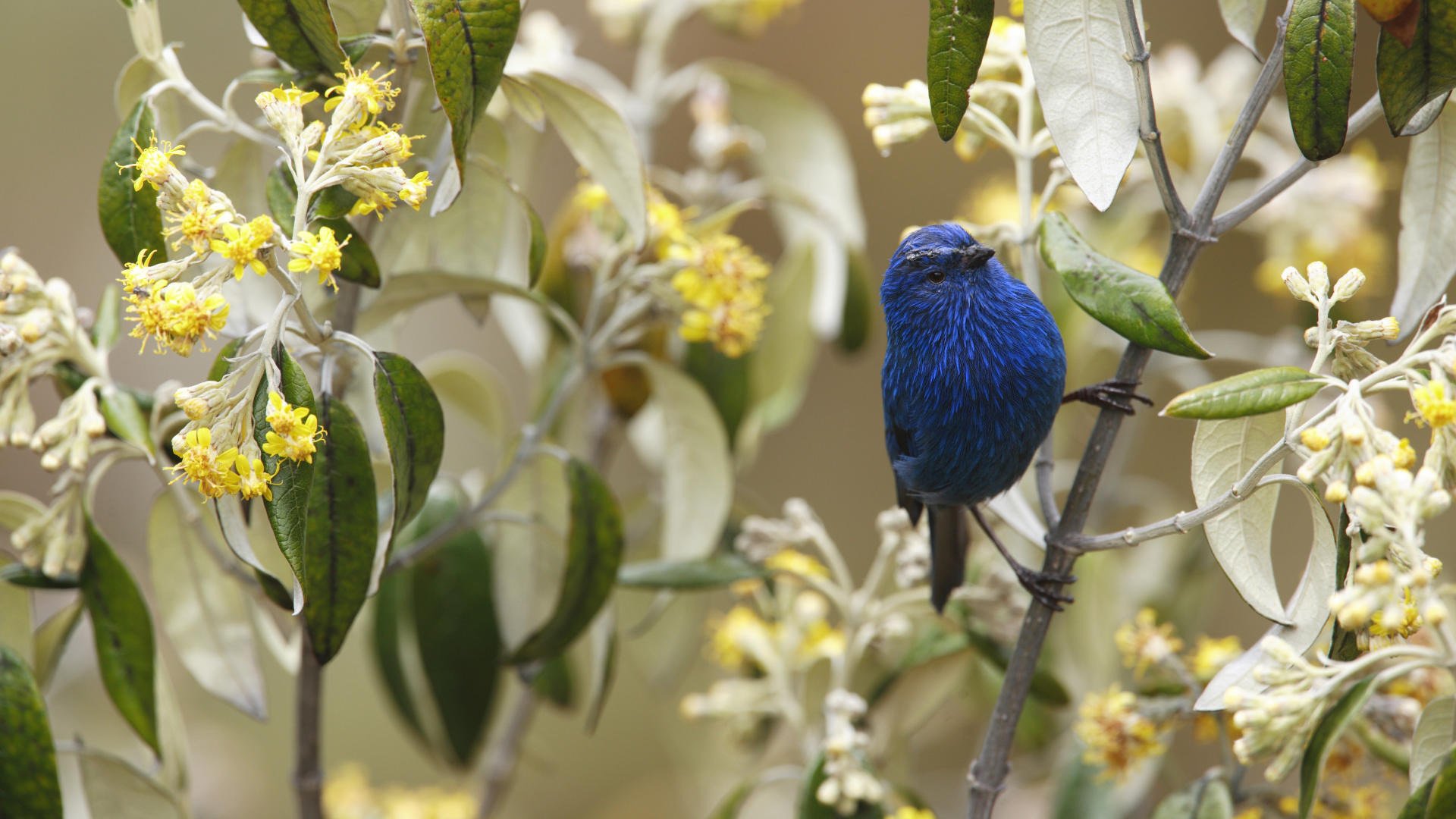 blaue farbe vogel blumen natur vogel gefiedert