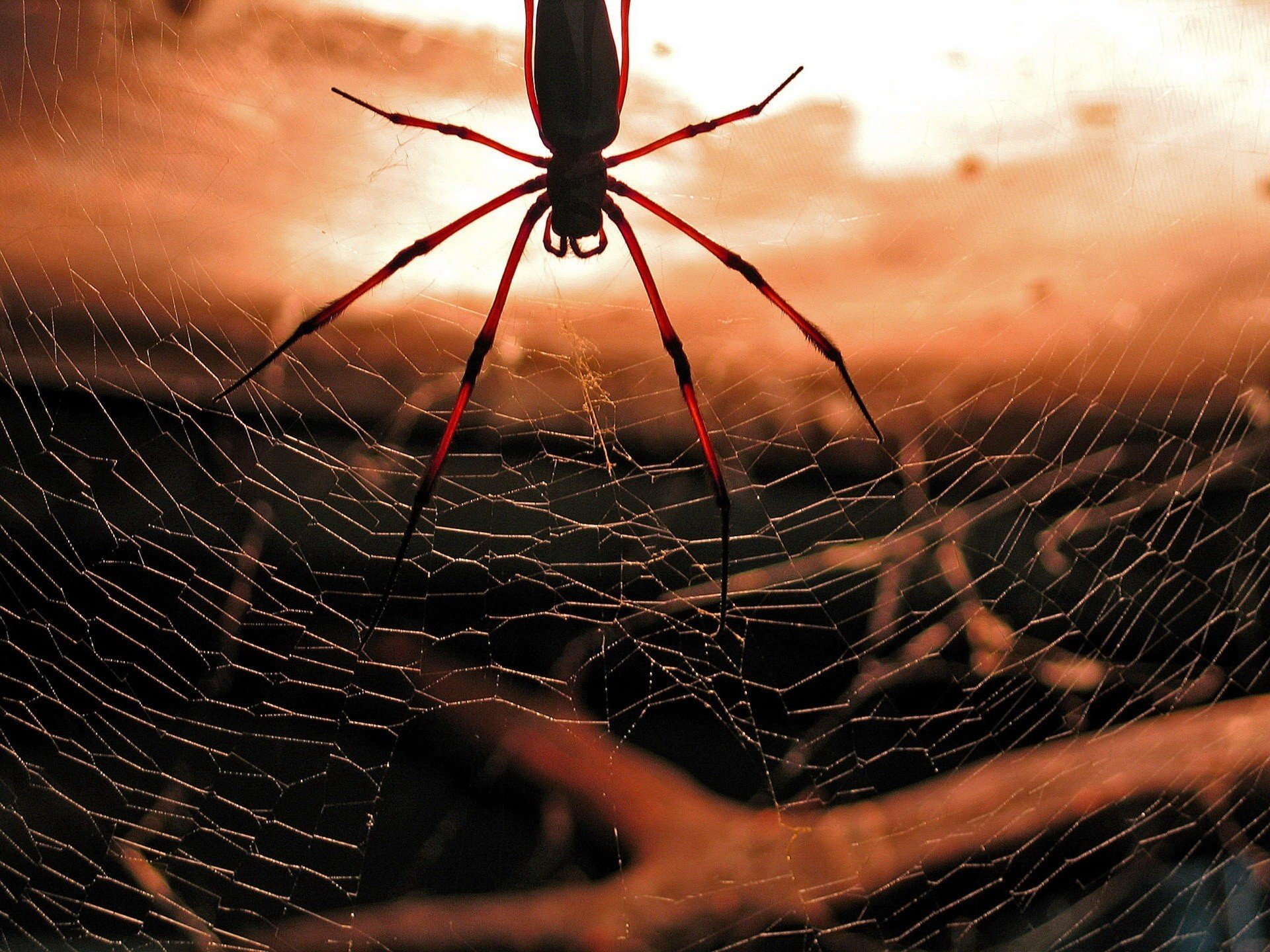 bardowyje spinnennetz insekt spinne