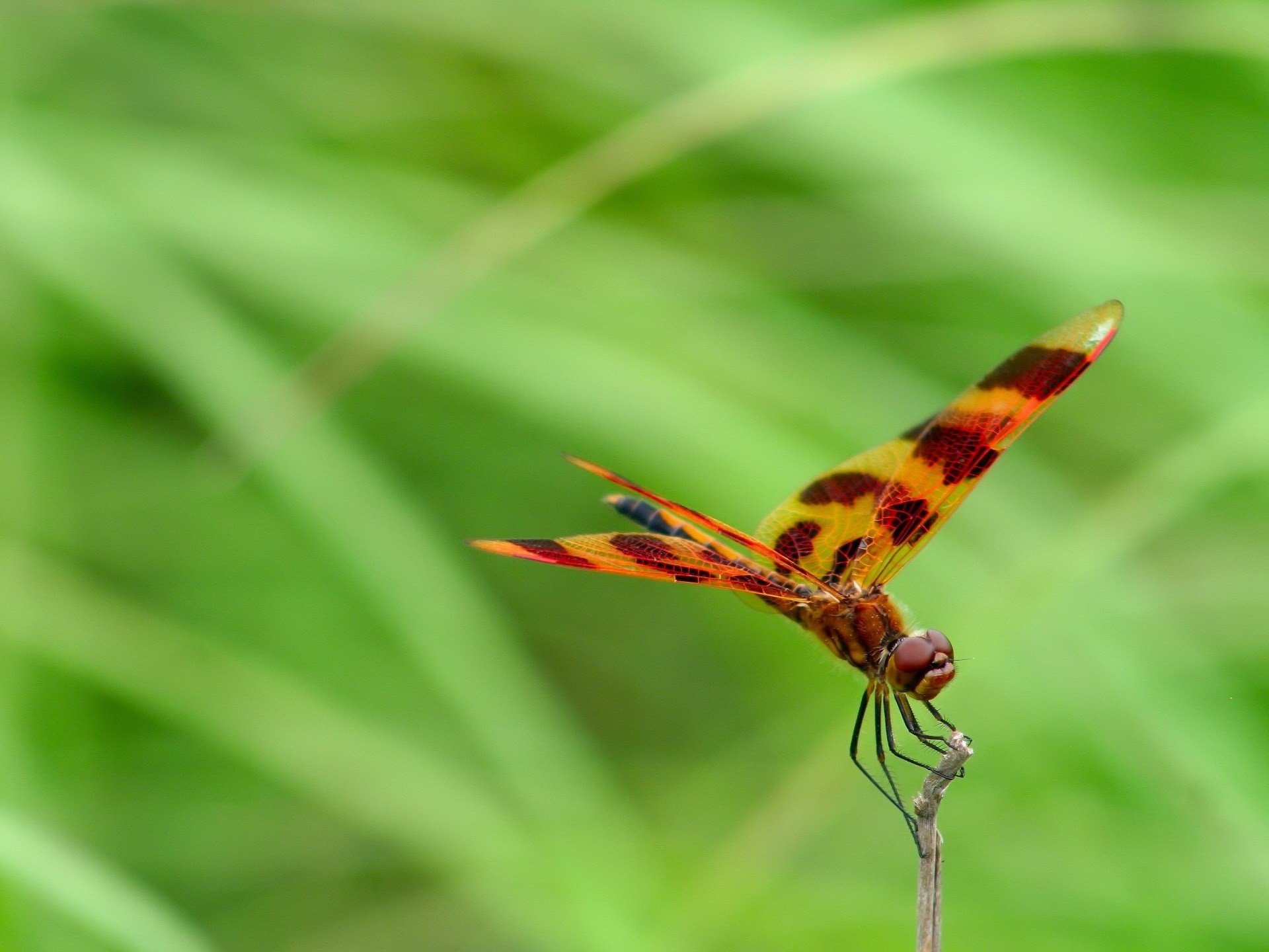 vert insecte libellule brun