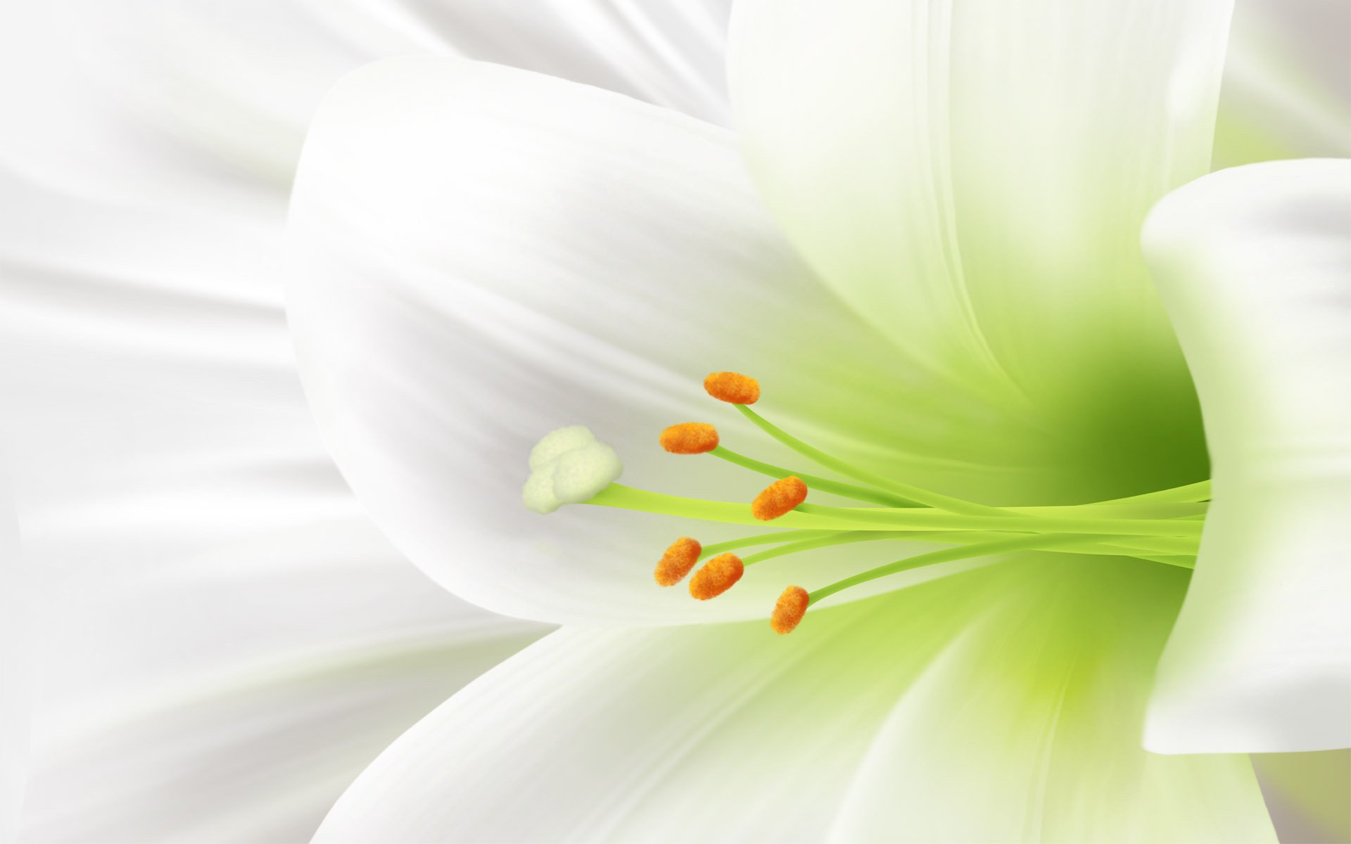 white lily flowers tenderness purity macro