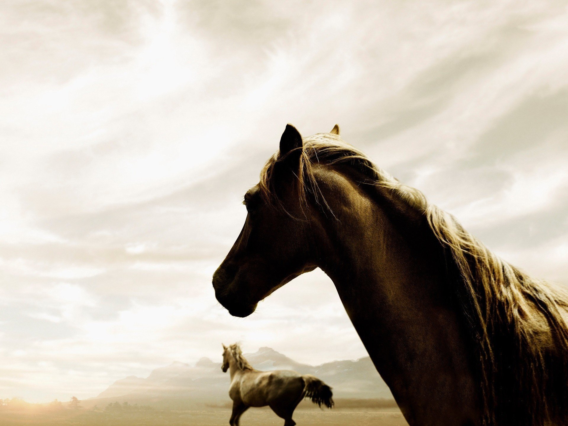 chevaux beaux faune ongulés