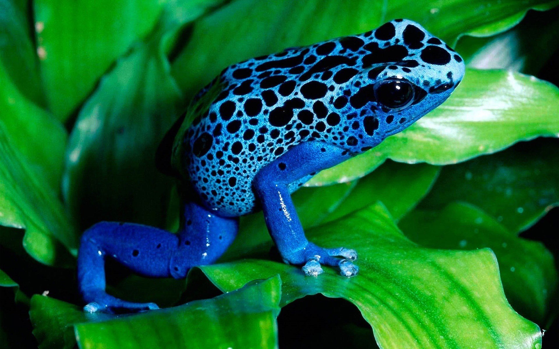 frosch blaue farbe blätter amphibien augen