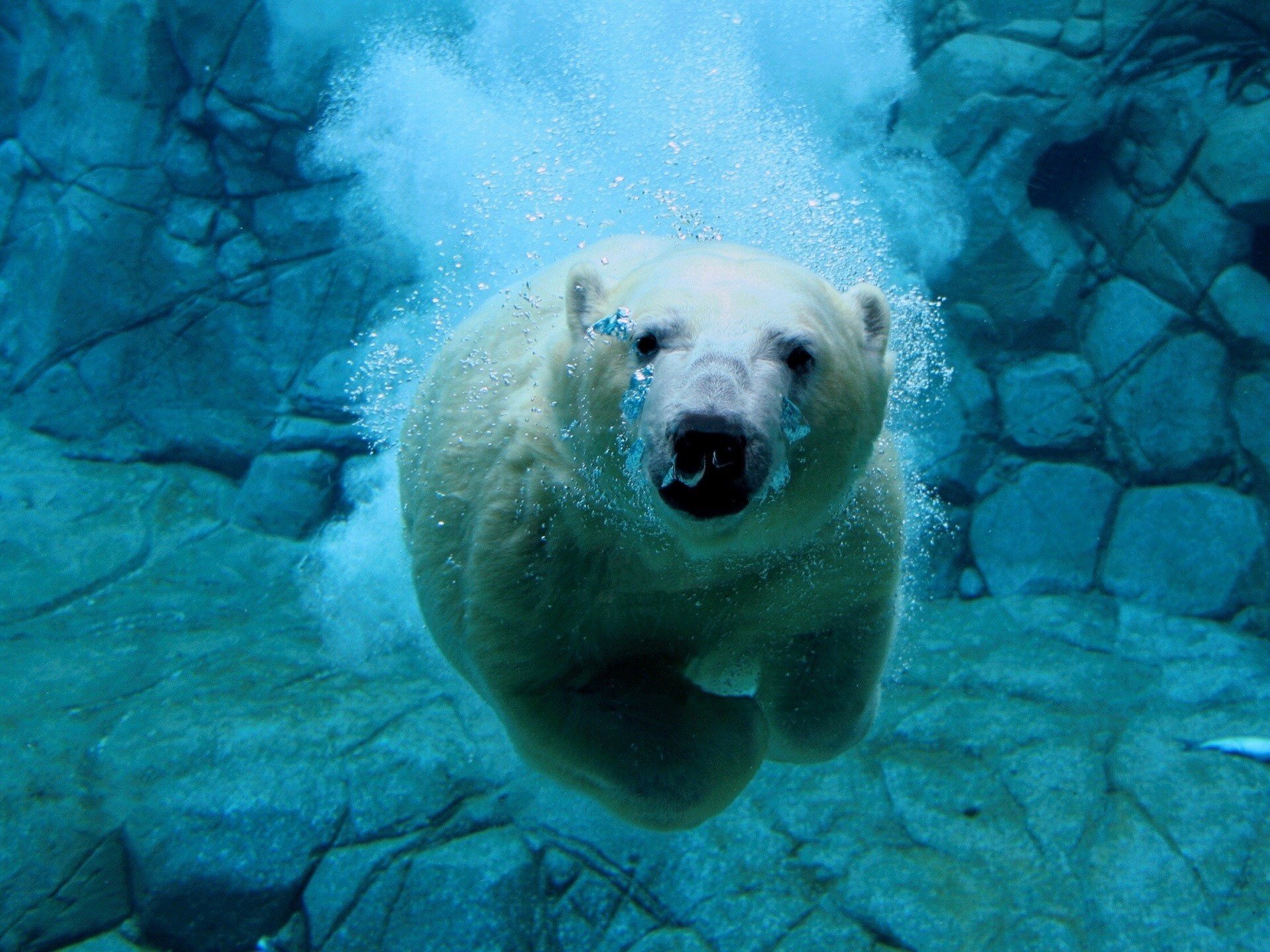 nasses fell eisbär wasser fuß bären klumpfuß