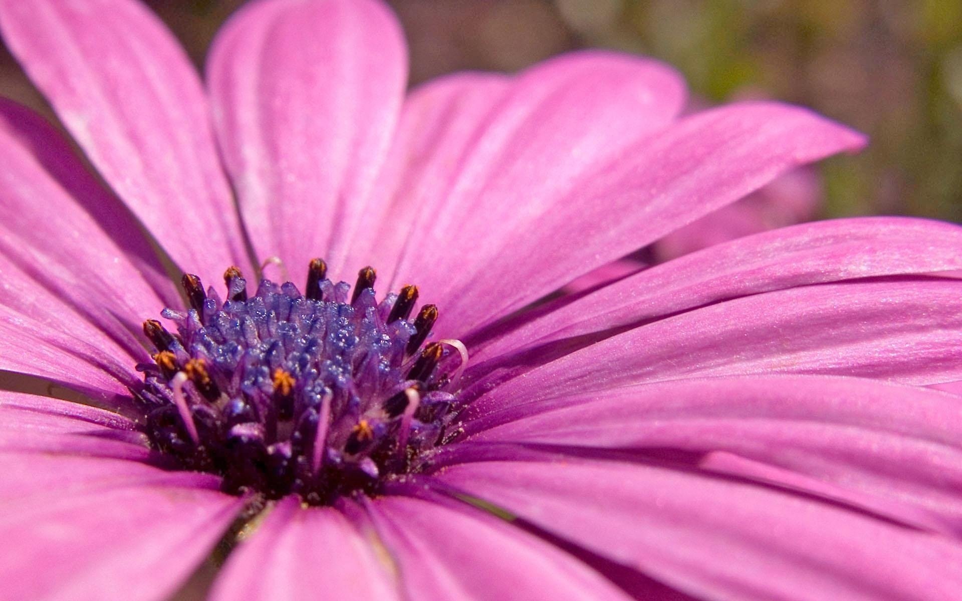 flores púrpura crisantemo flor pétalos macro