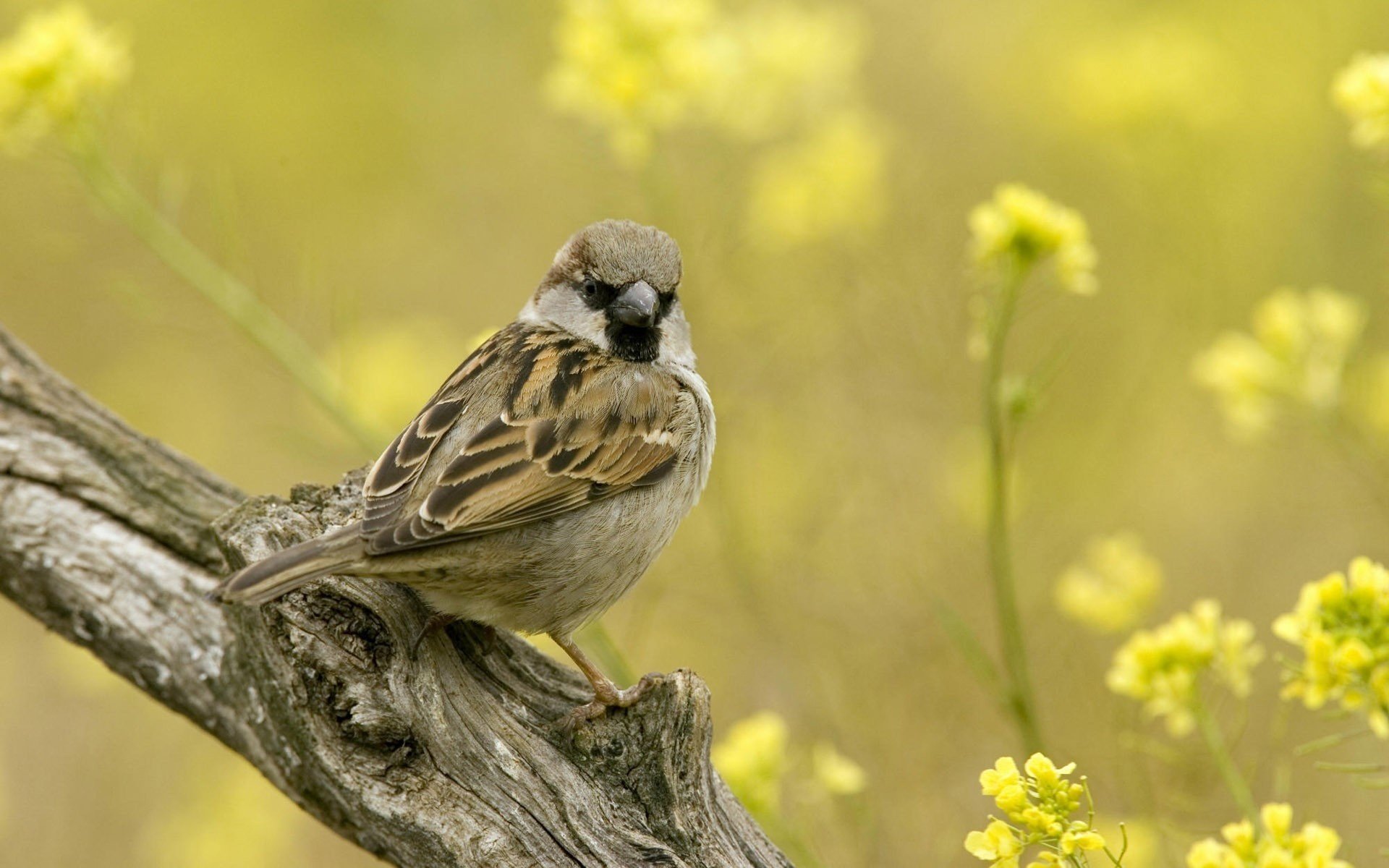 yellow flowers sparrow twig birds feathered