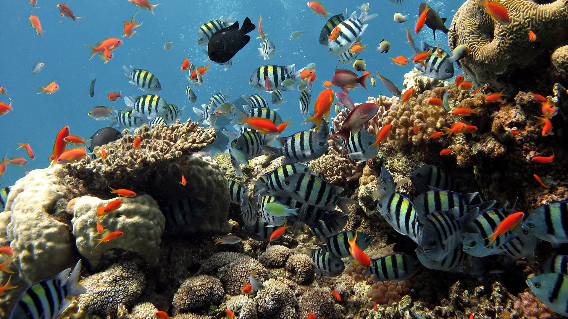 poissons à rayures monde sous-marin rouge pierres sauvagine