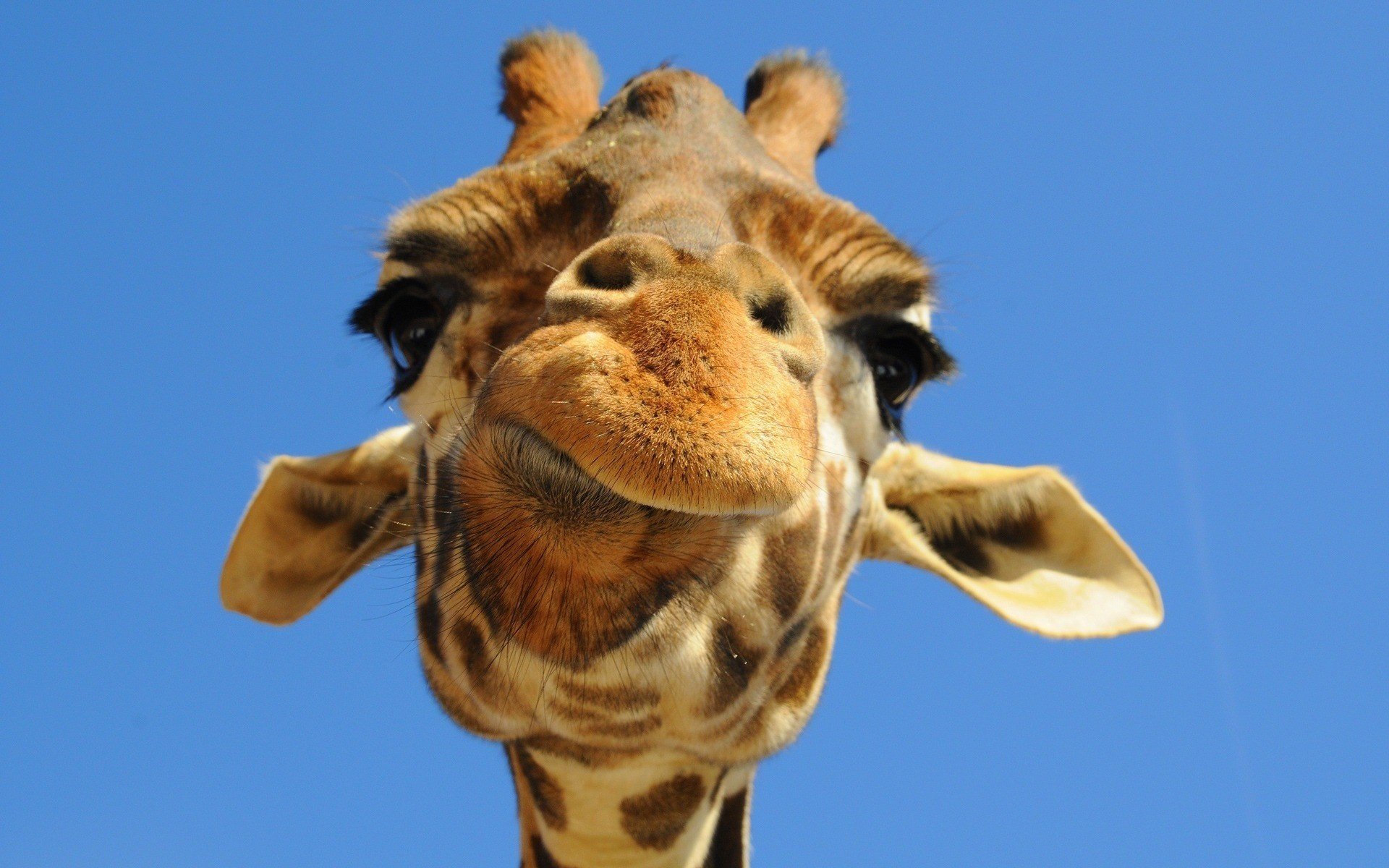 giraffa muso orecchie occhi neri occhi sguardo mastica cielo blu sfondo chiaro positivo animali muso