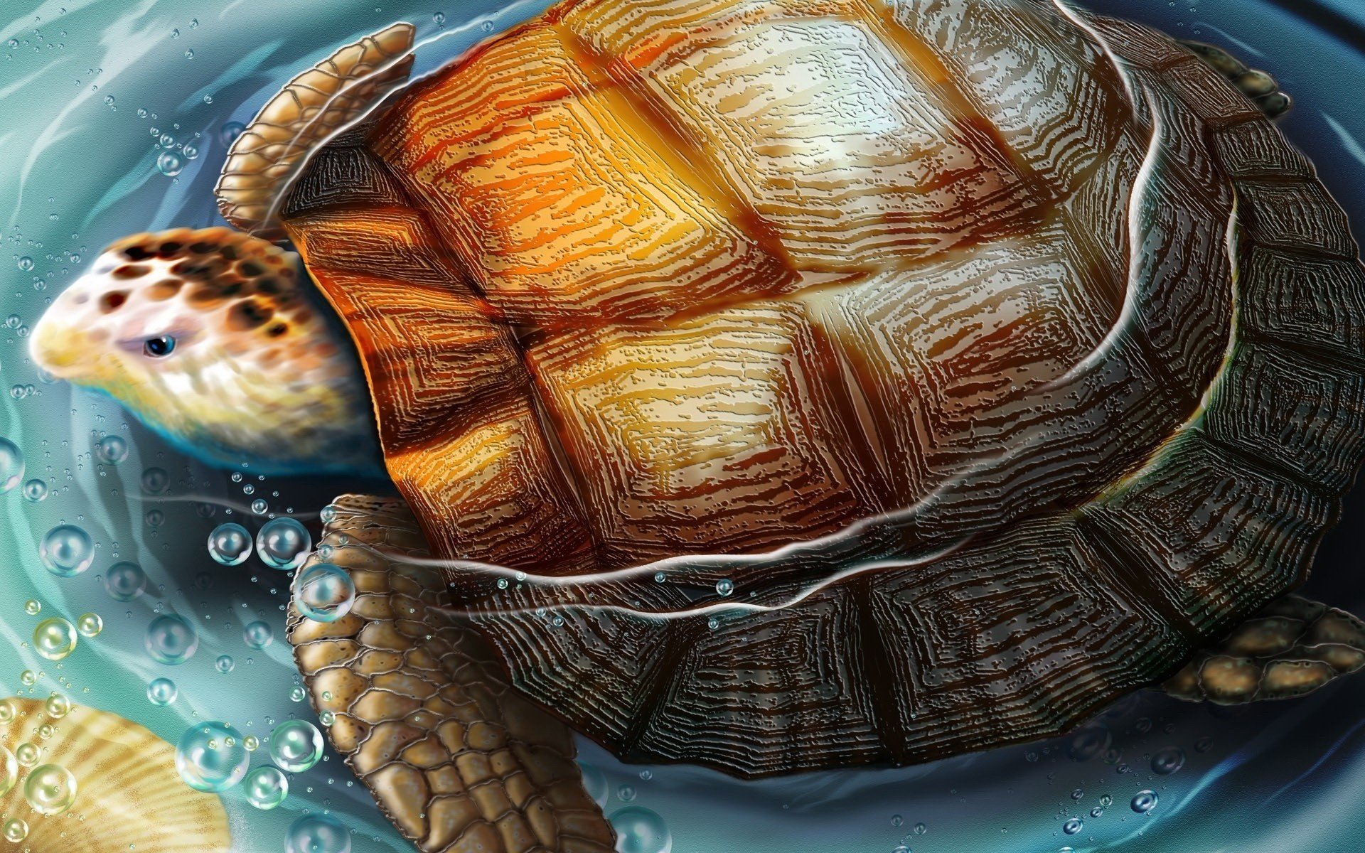 zeichnung schildkröte wasser blasen amphibien zeichnungen anime