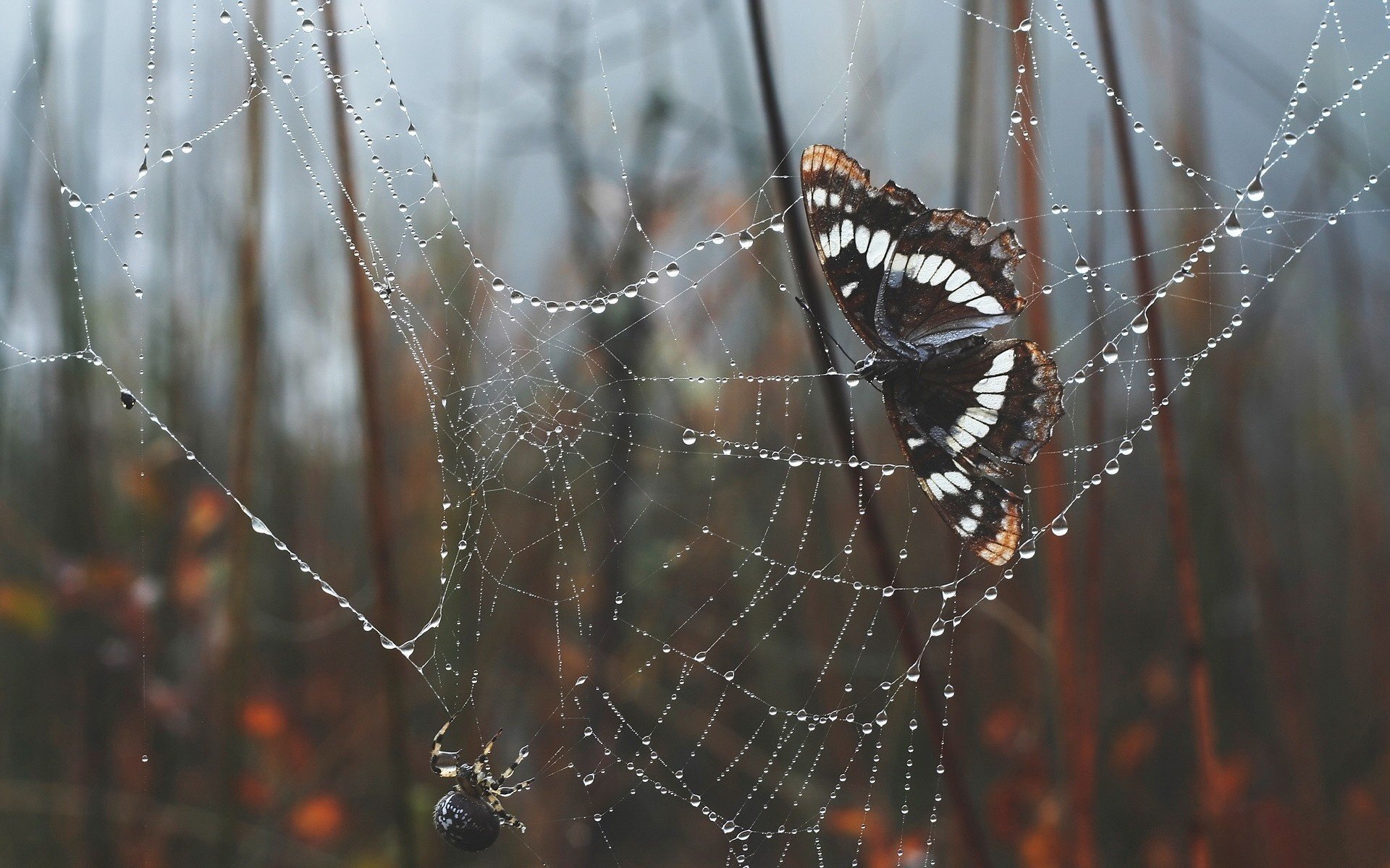 schmetterling spinnennetz spinne wald insekten