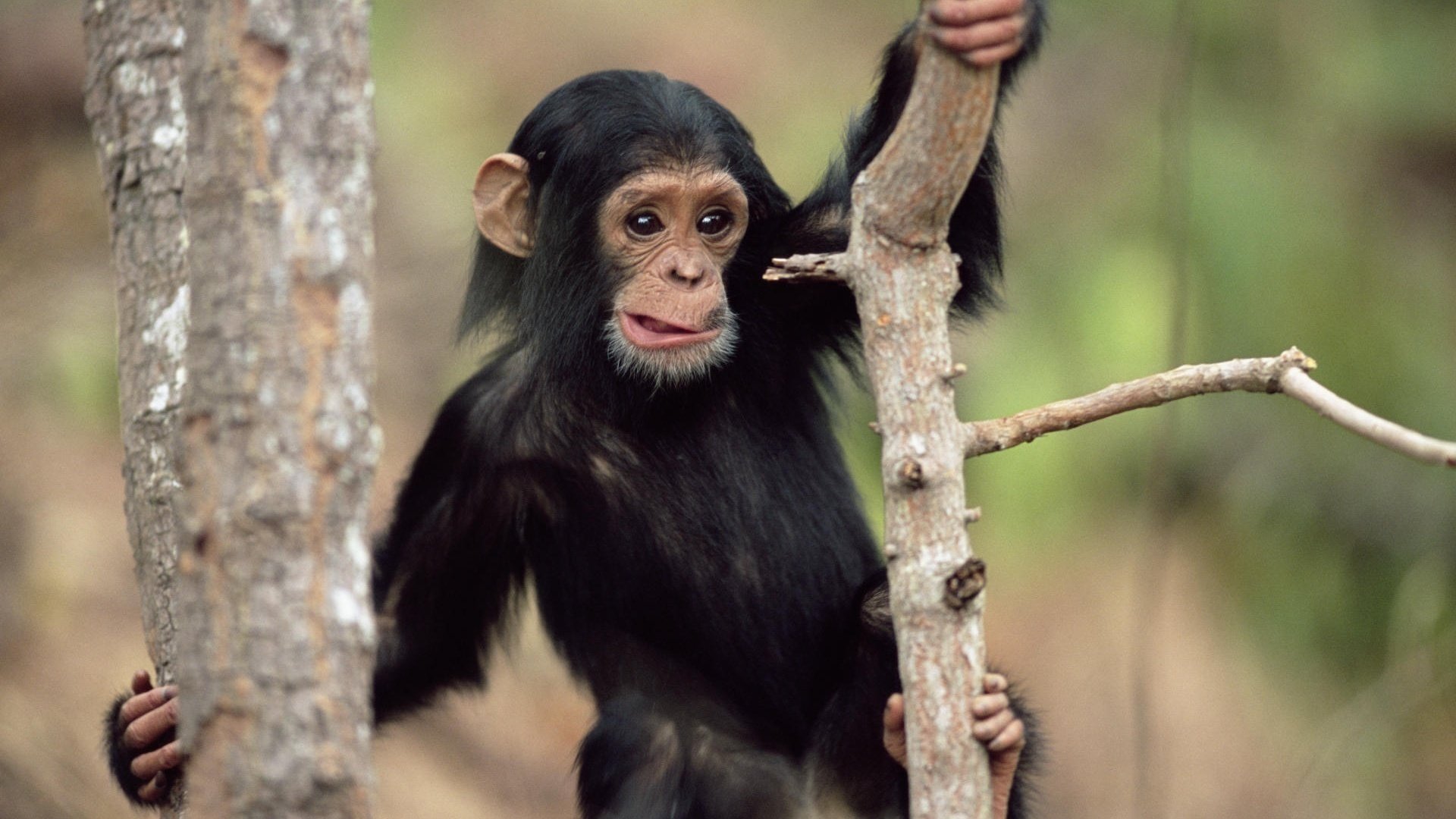 petit singe museau tordu arbre regard yeux