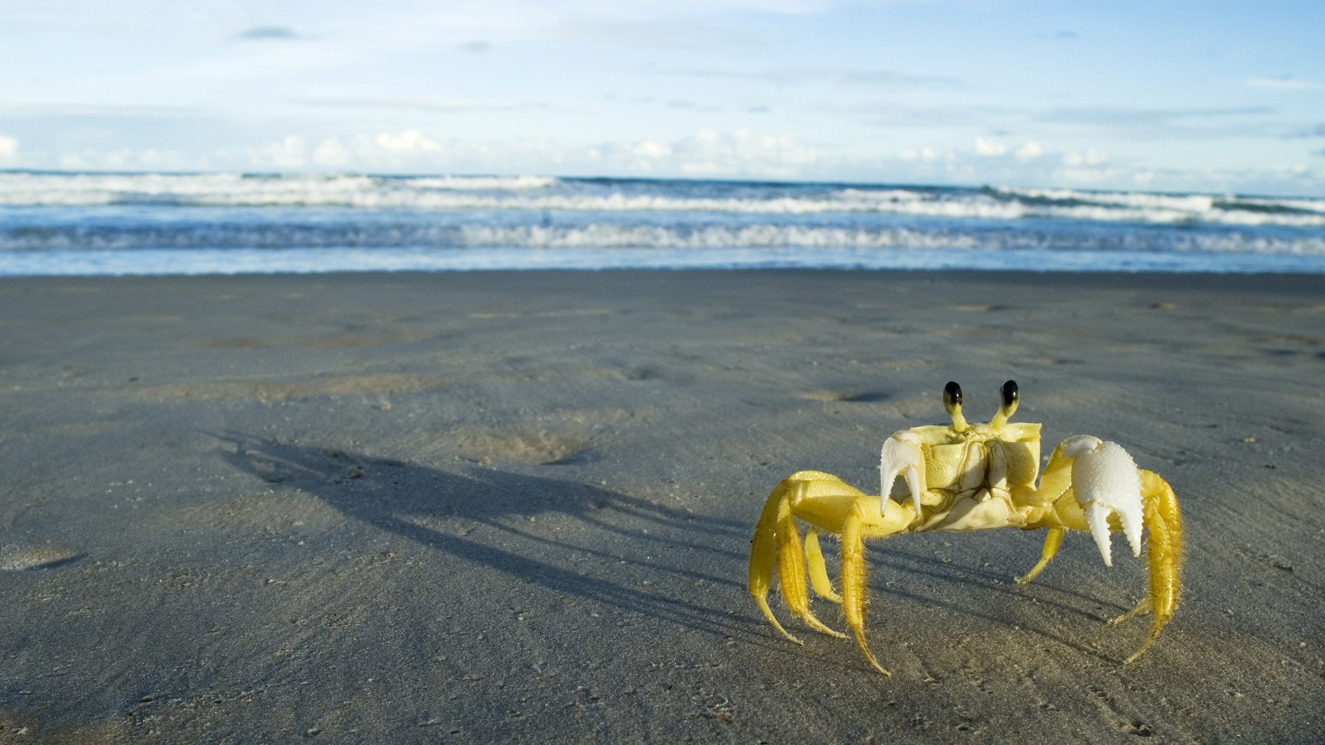 yellow crab the sand surf amphibians look eye