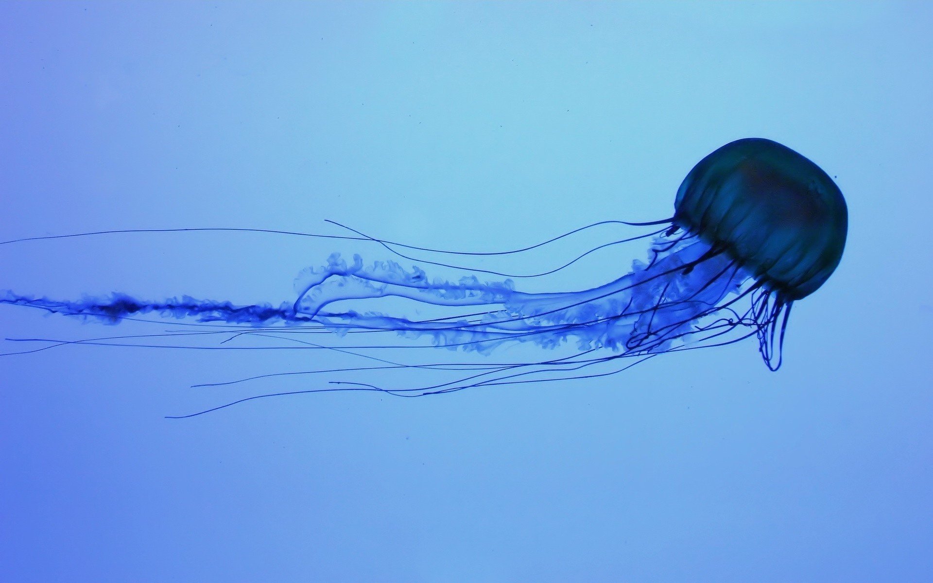 blue under water medusa ponytail waterfowl underwater world