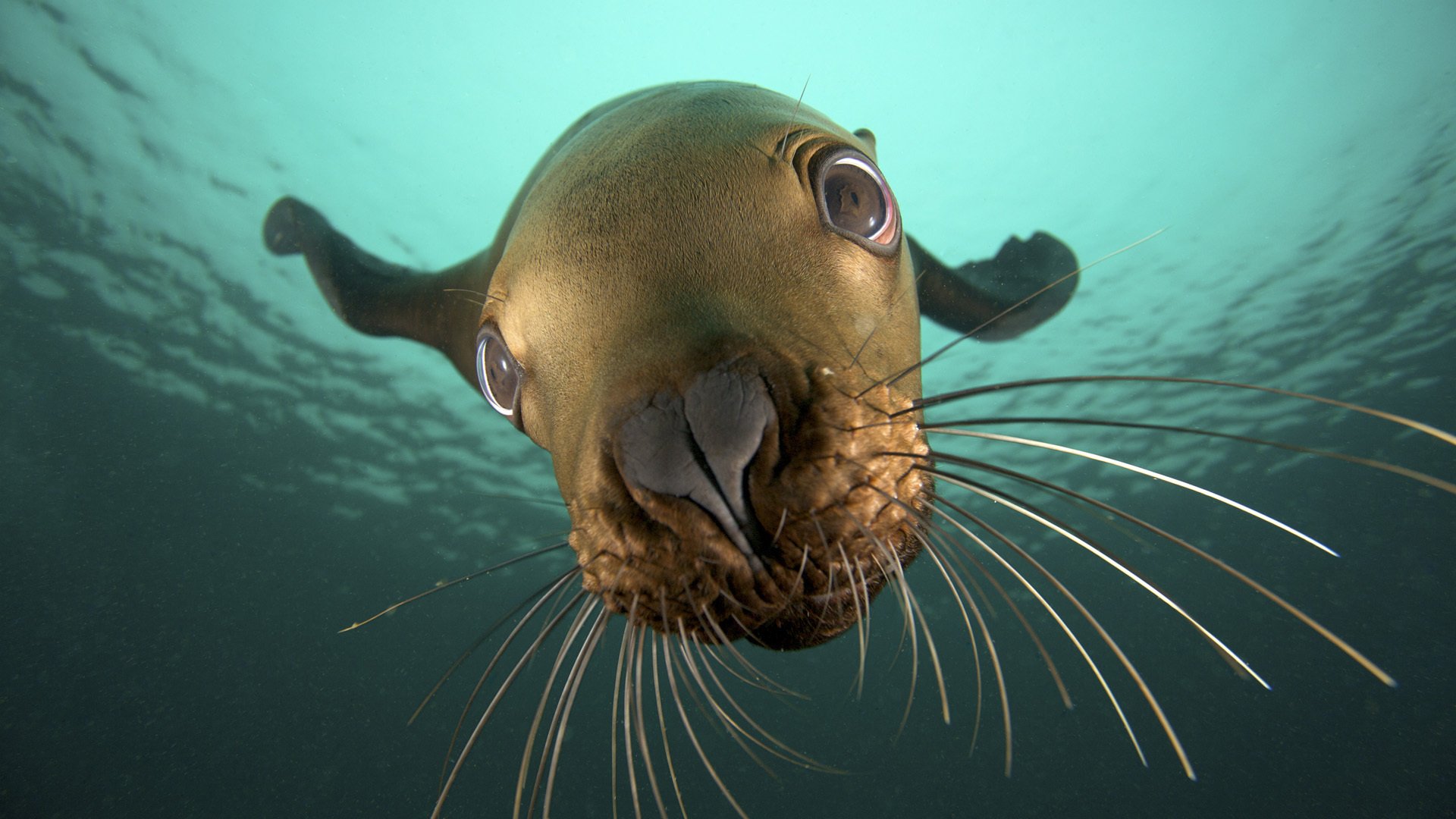 museau génial habitant de la mer chat marin antennes yeux animaux yeux museau