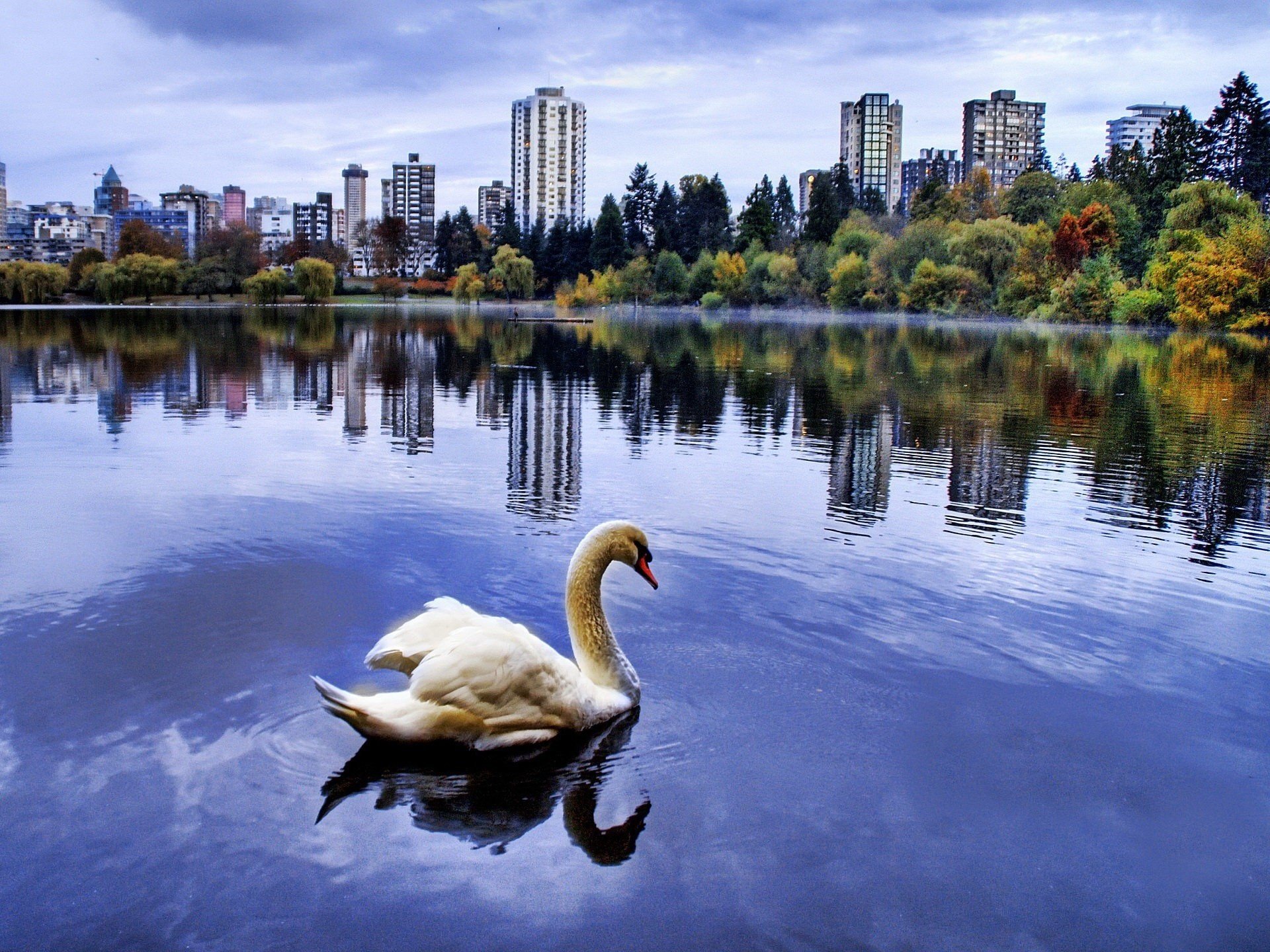 cygne lac ville réflexion oiseaux oiseau maison automne arbres étang plan d eau ciel à plumes